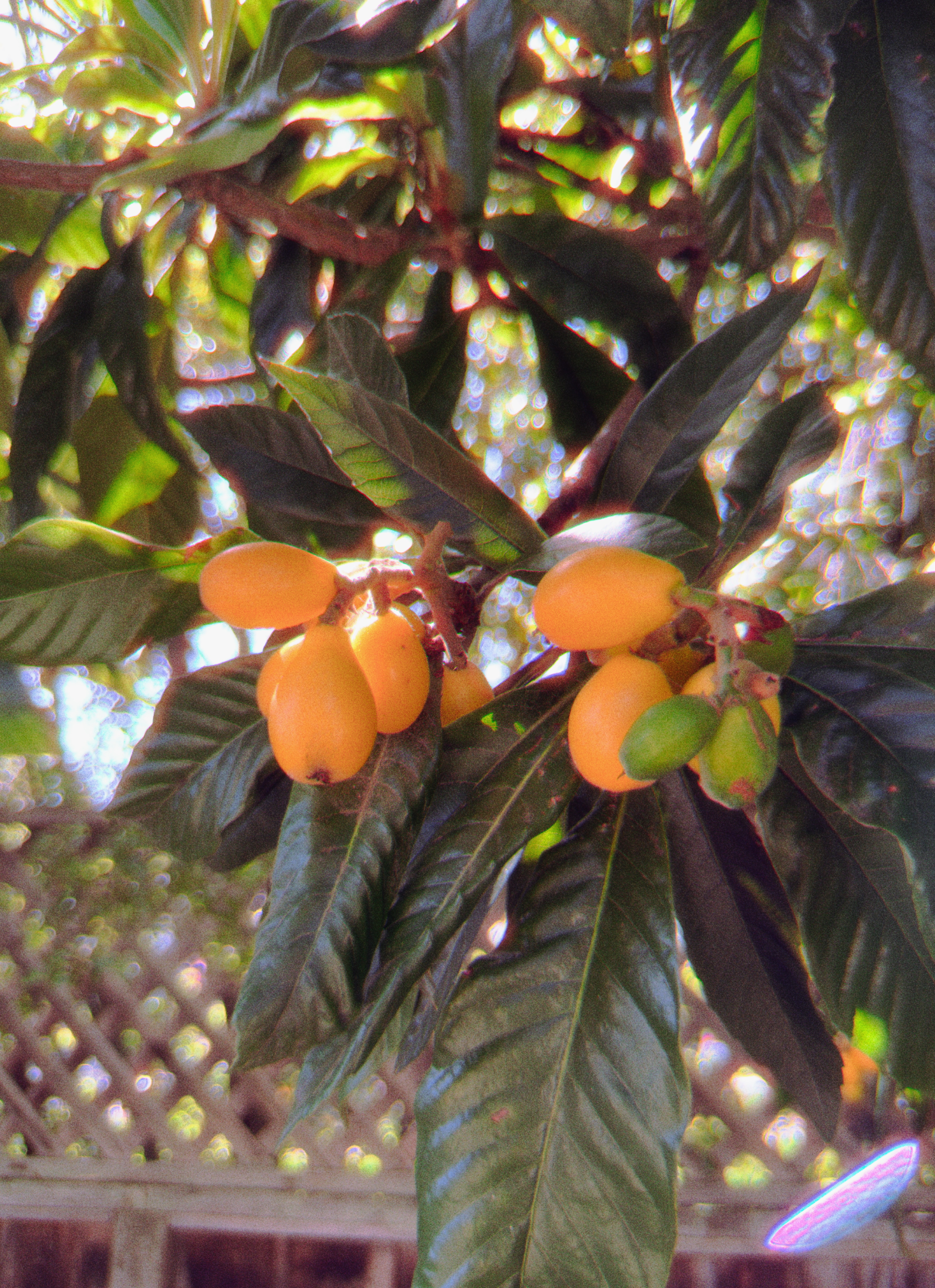 my loquat fruit