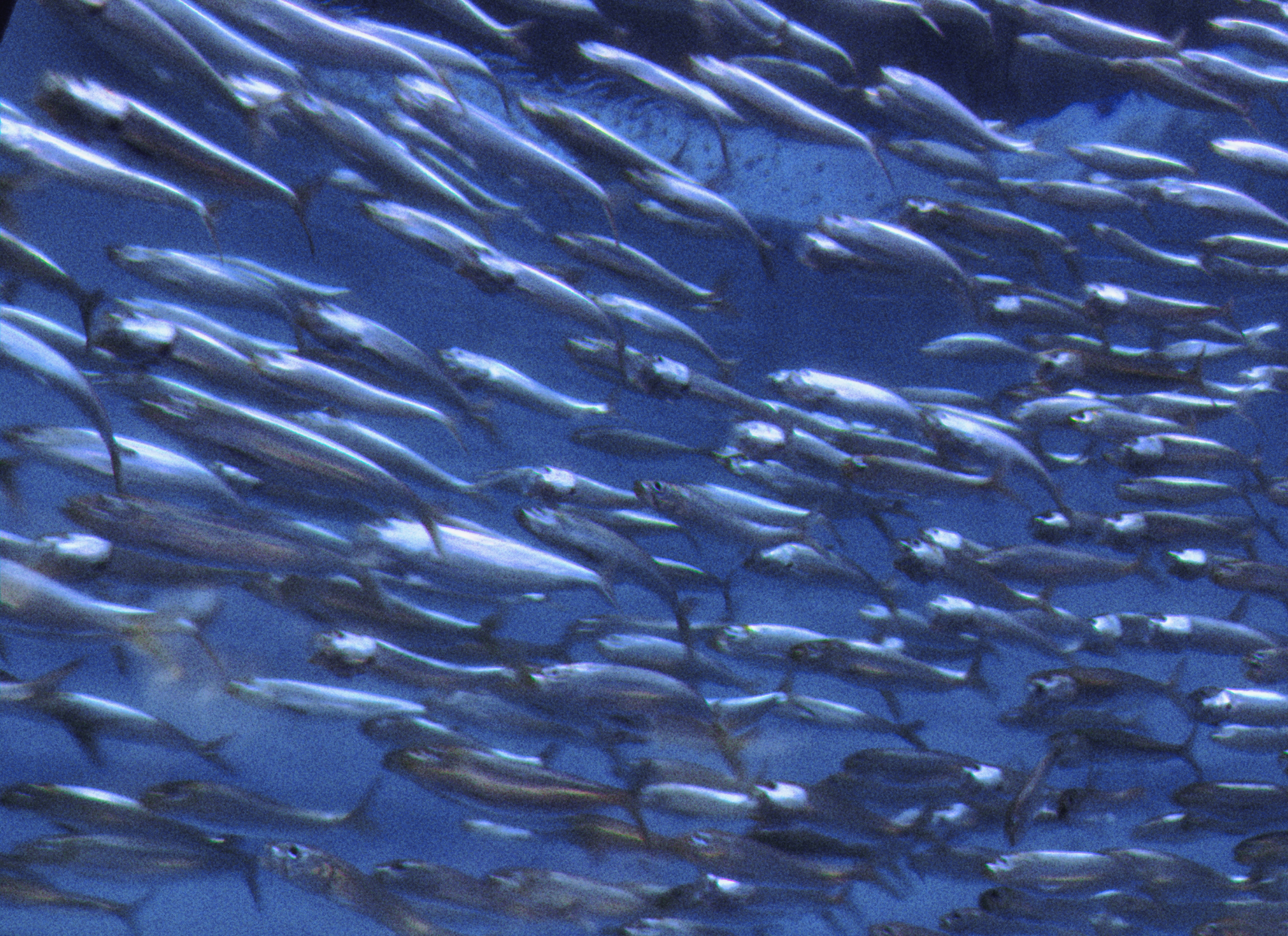 fish in the aquarium