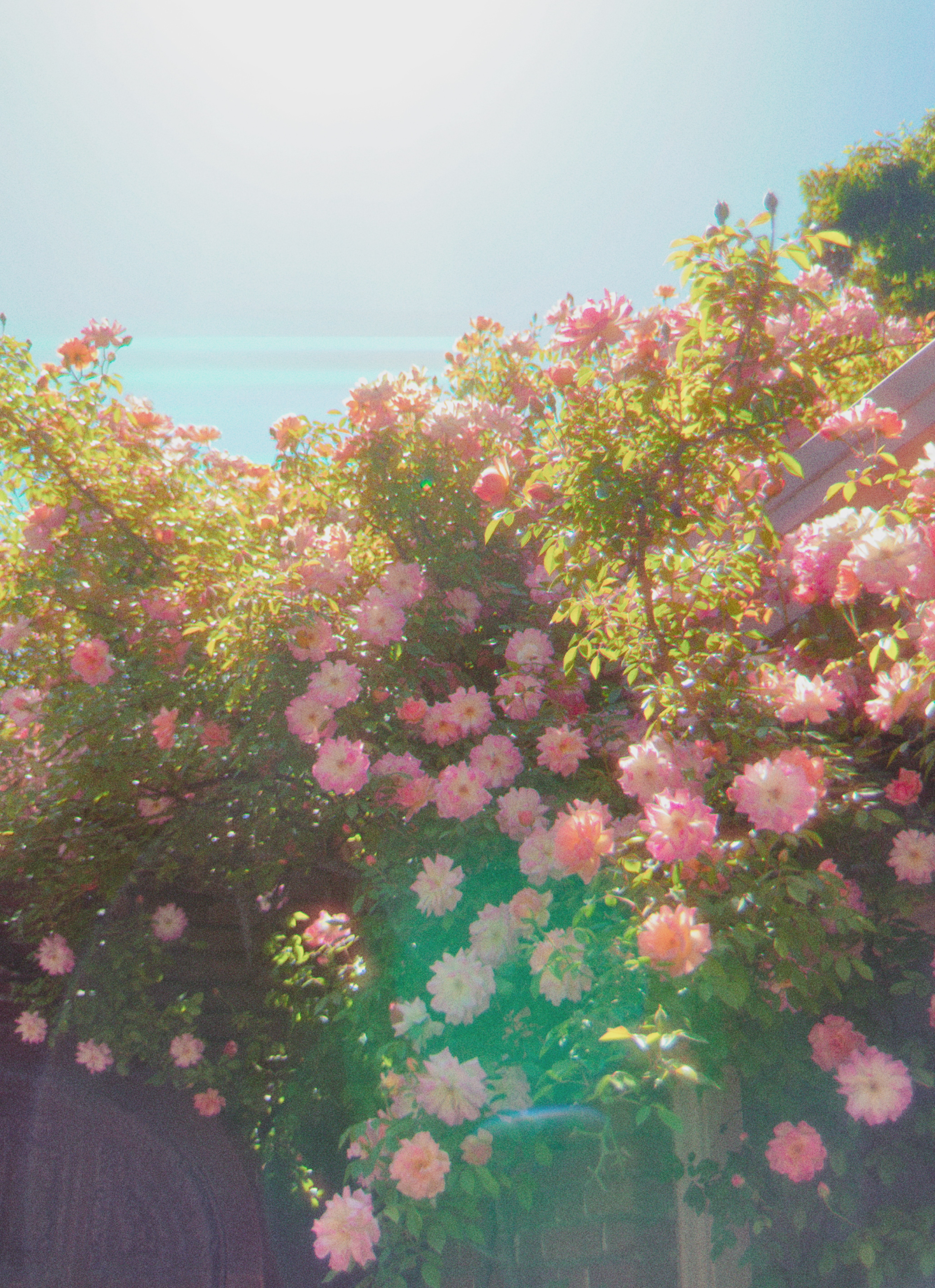 flower tree at filoli