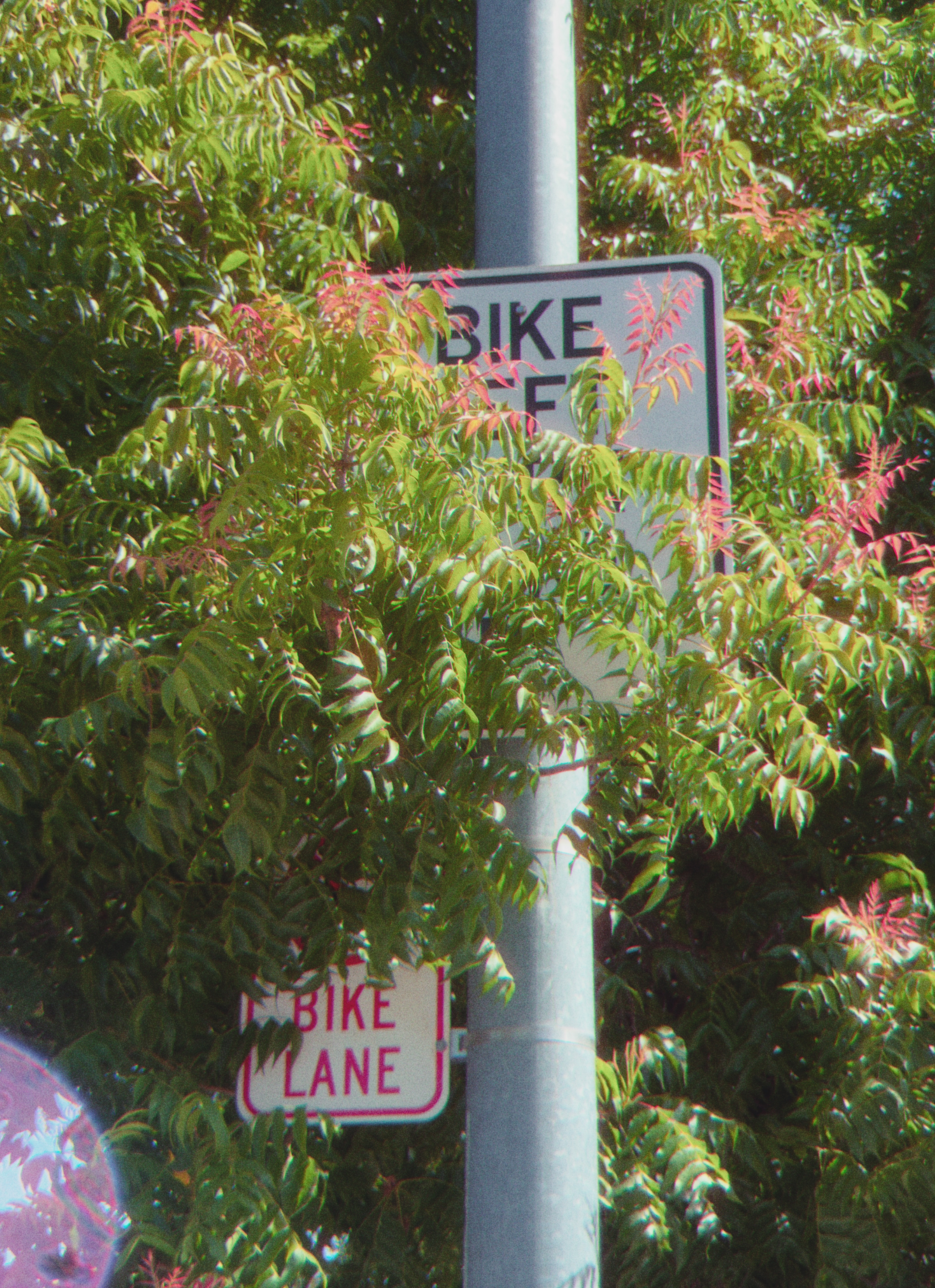 bike lane signs covered by tree foliage