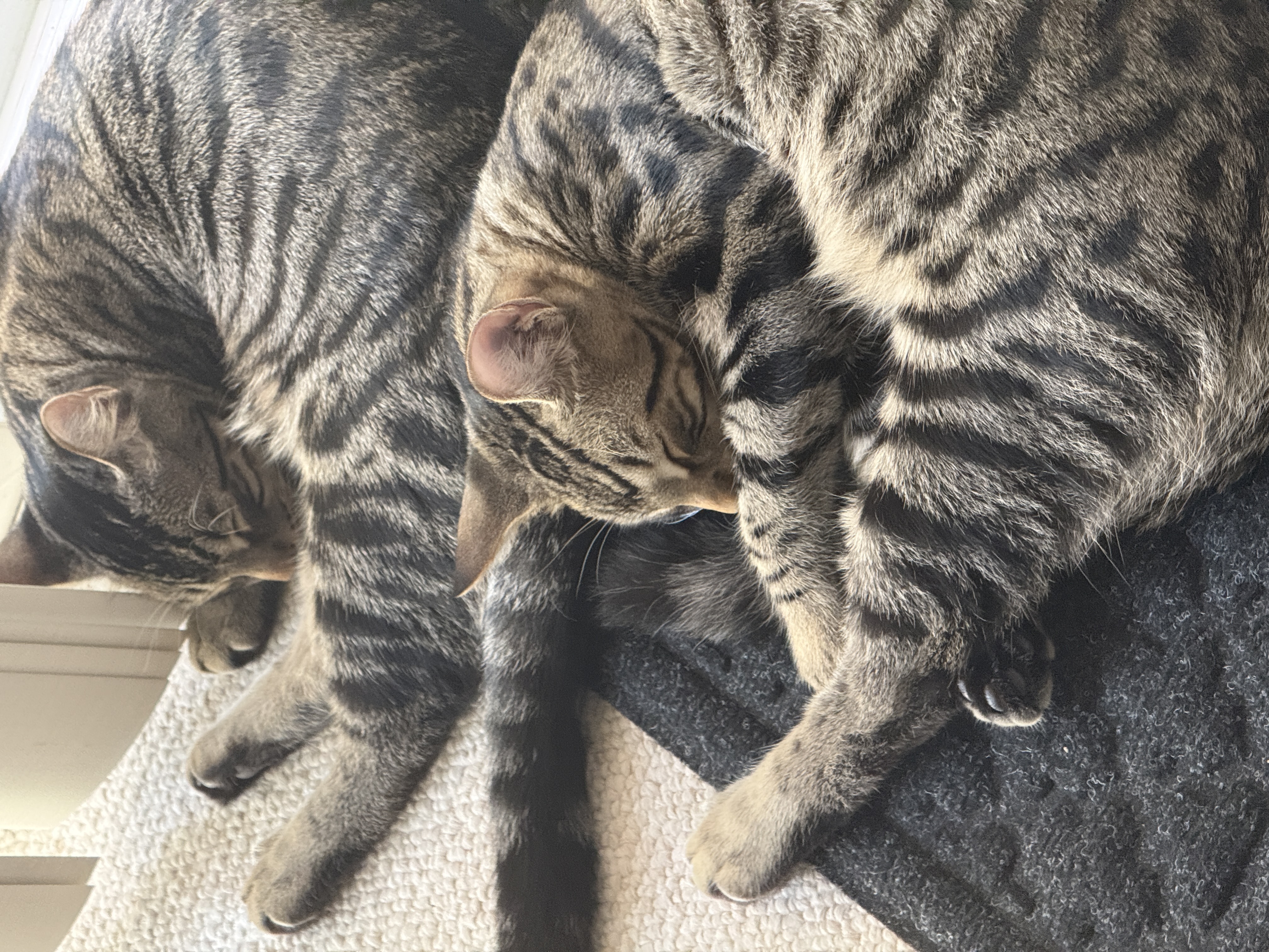 cocoa and bean sleeping beside each other