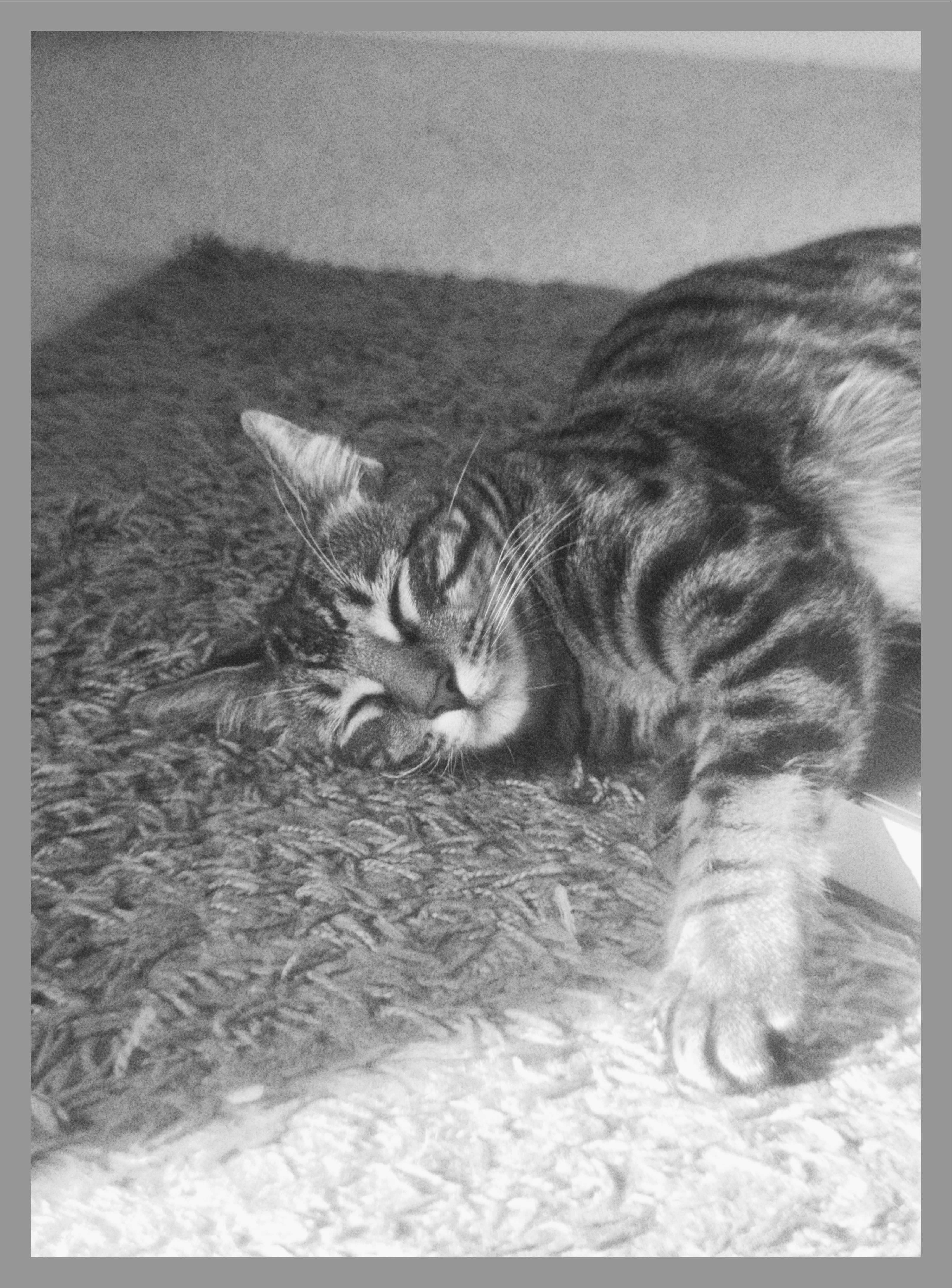 cocoa taking a cat nap in the sun