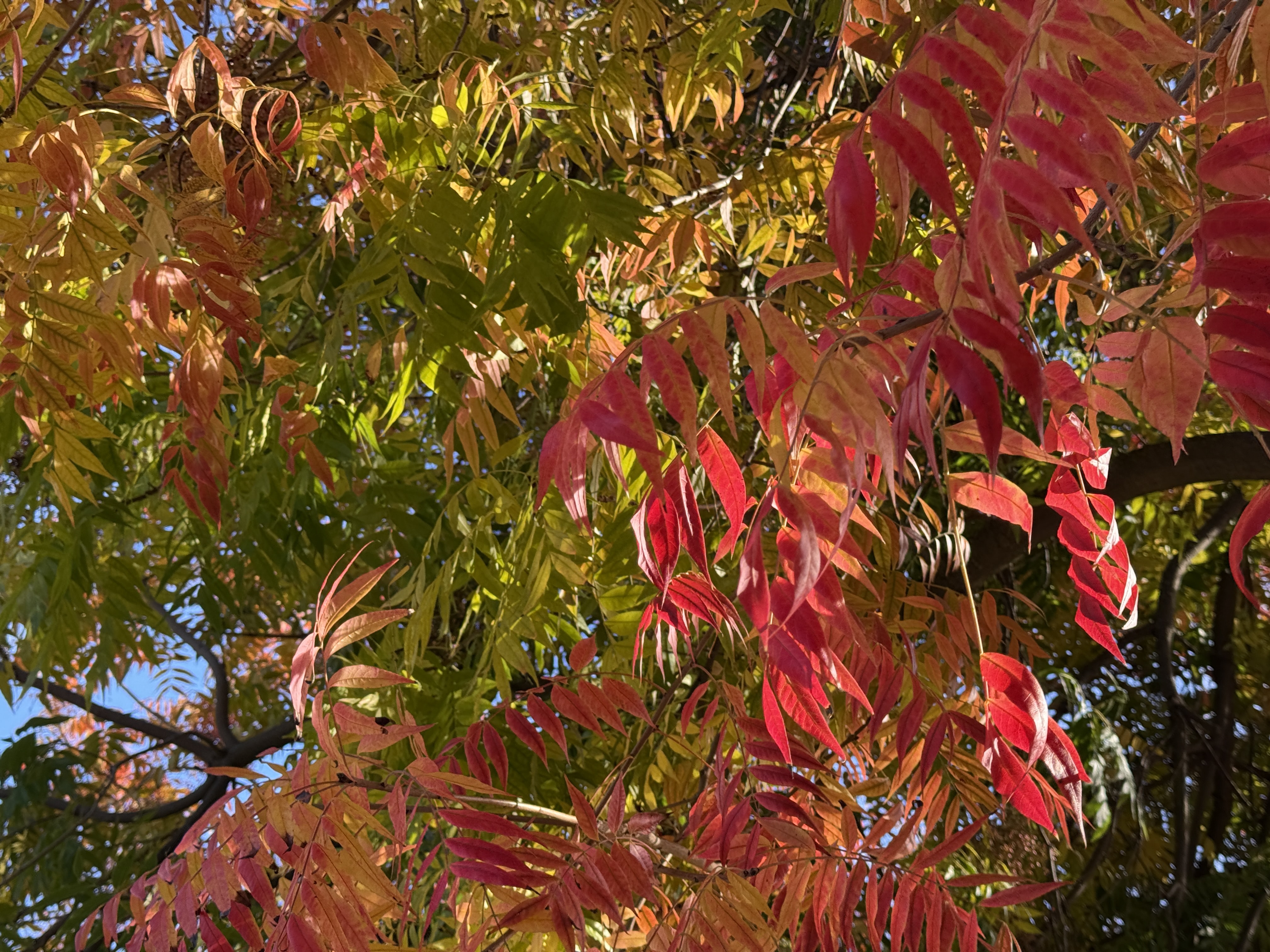 leaves on a tree in shades of yellow, green, and red