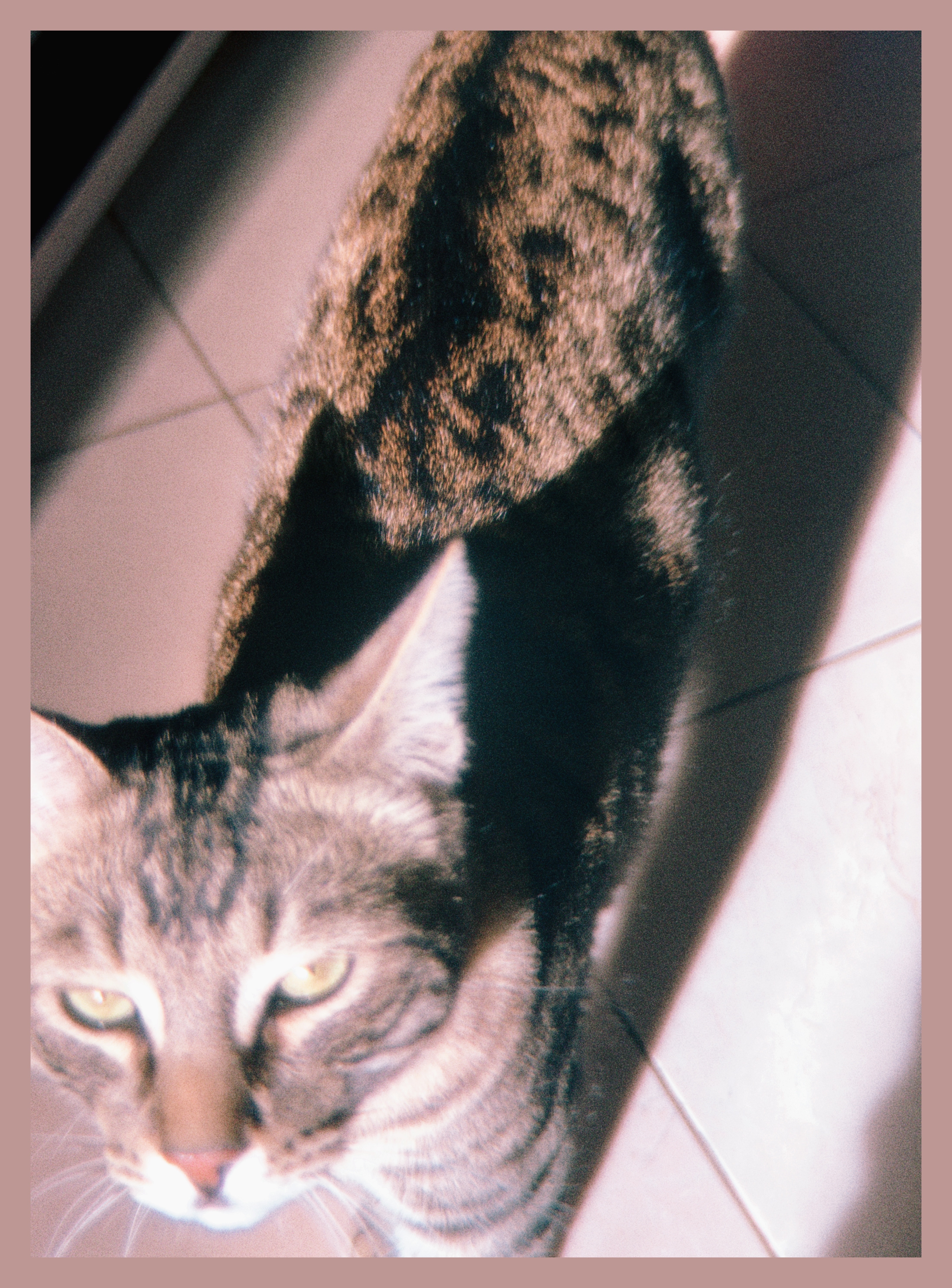 Bean glaring into the sun