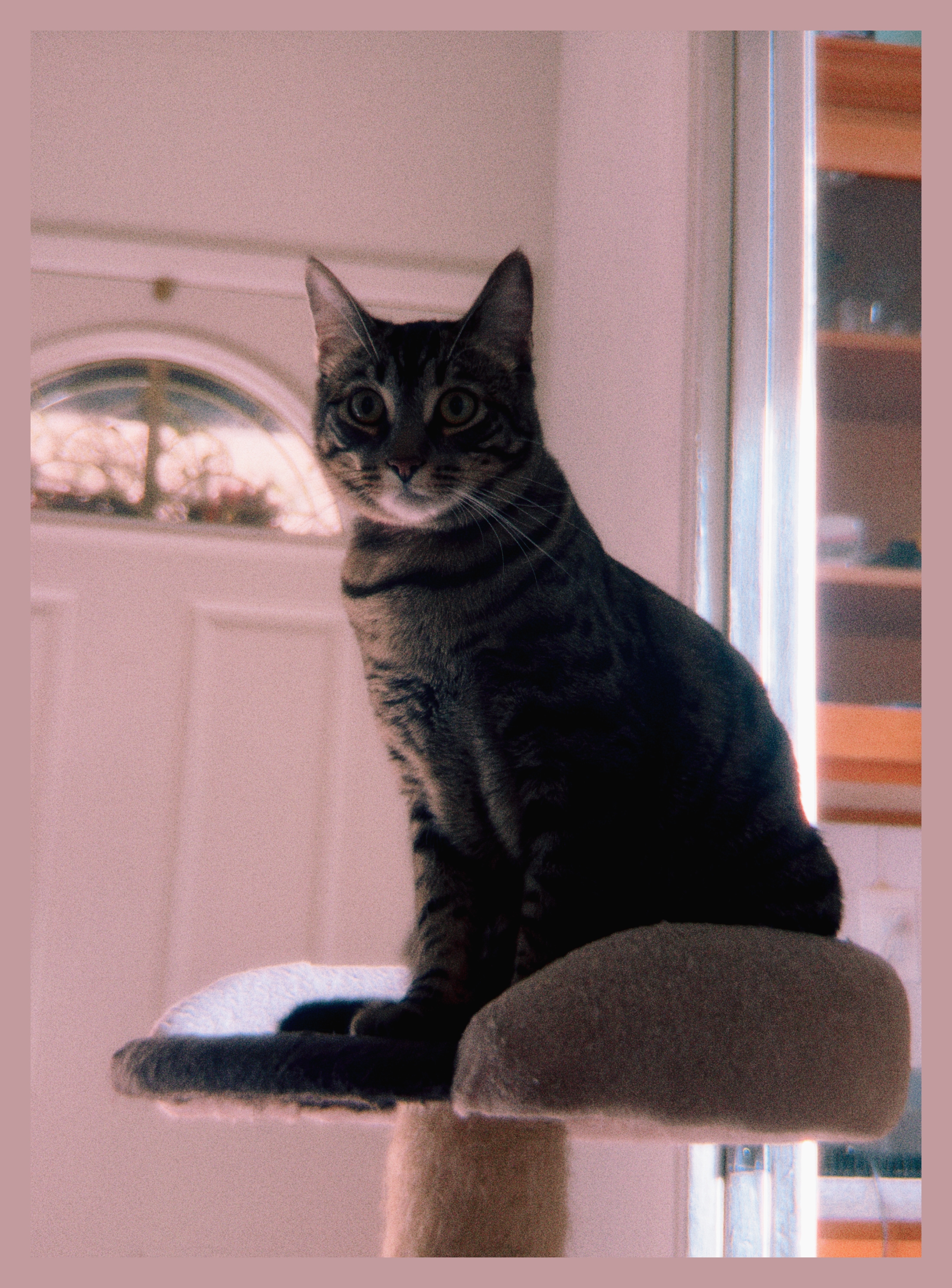 Cocoa on alert