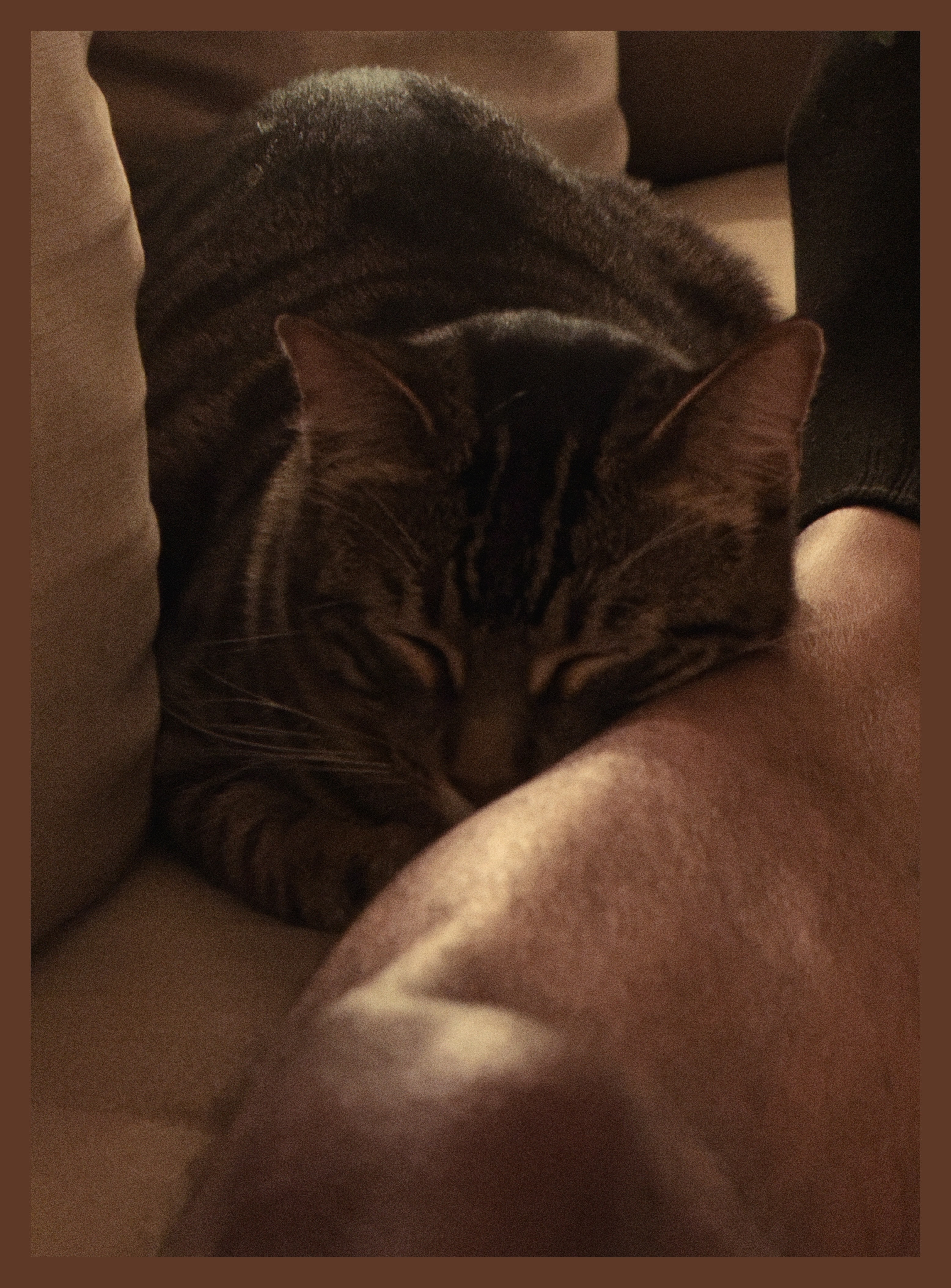Cocoa resting on my leg