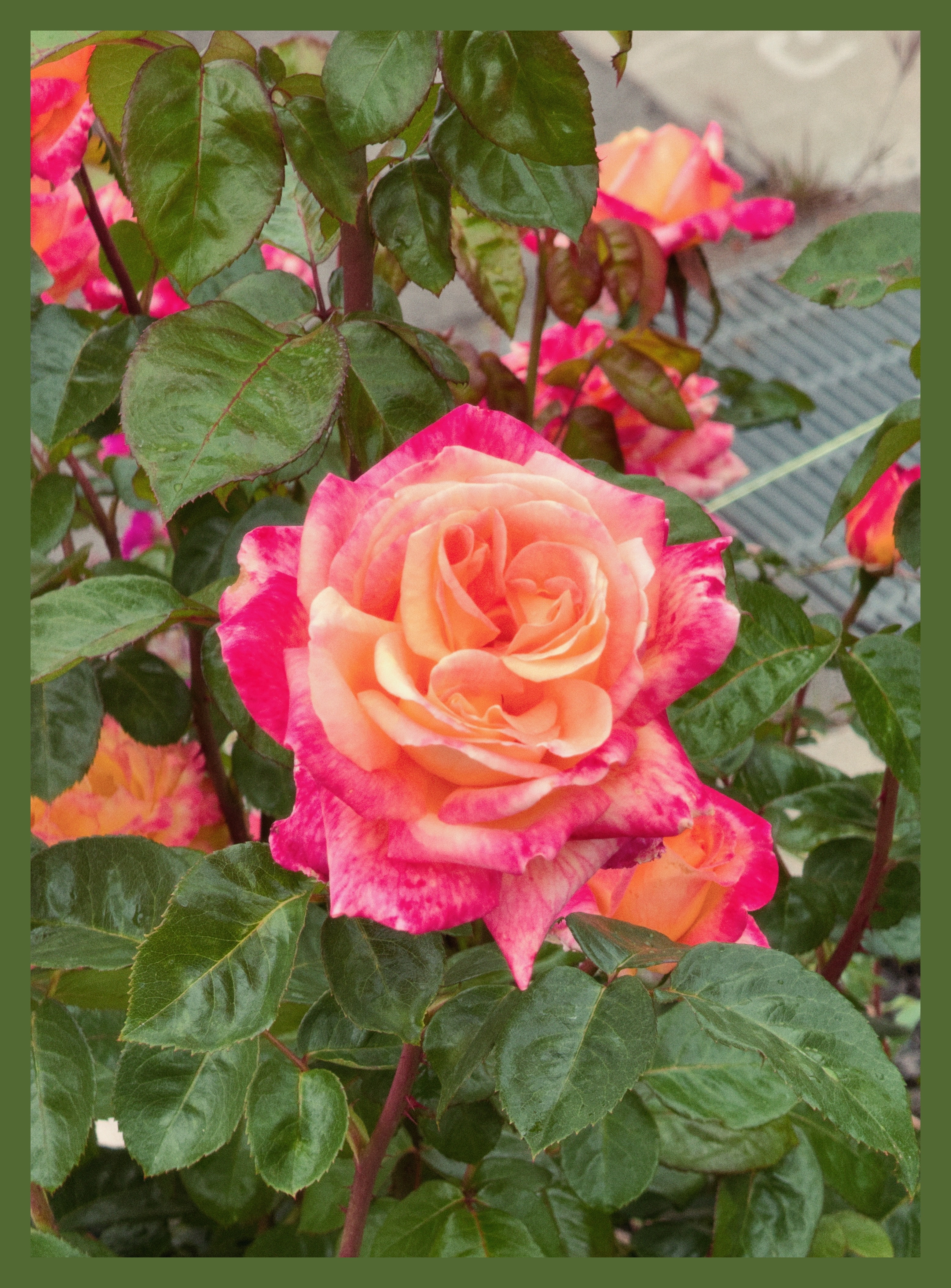 flower