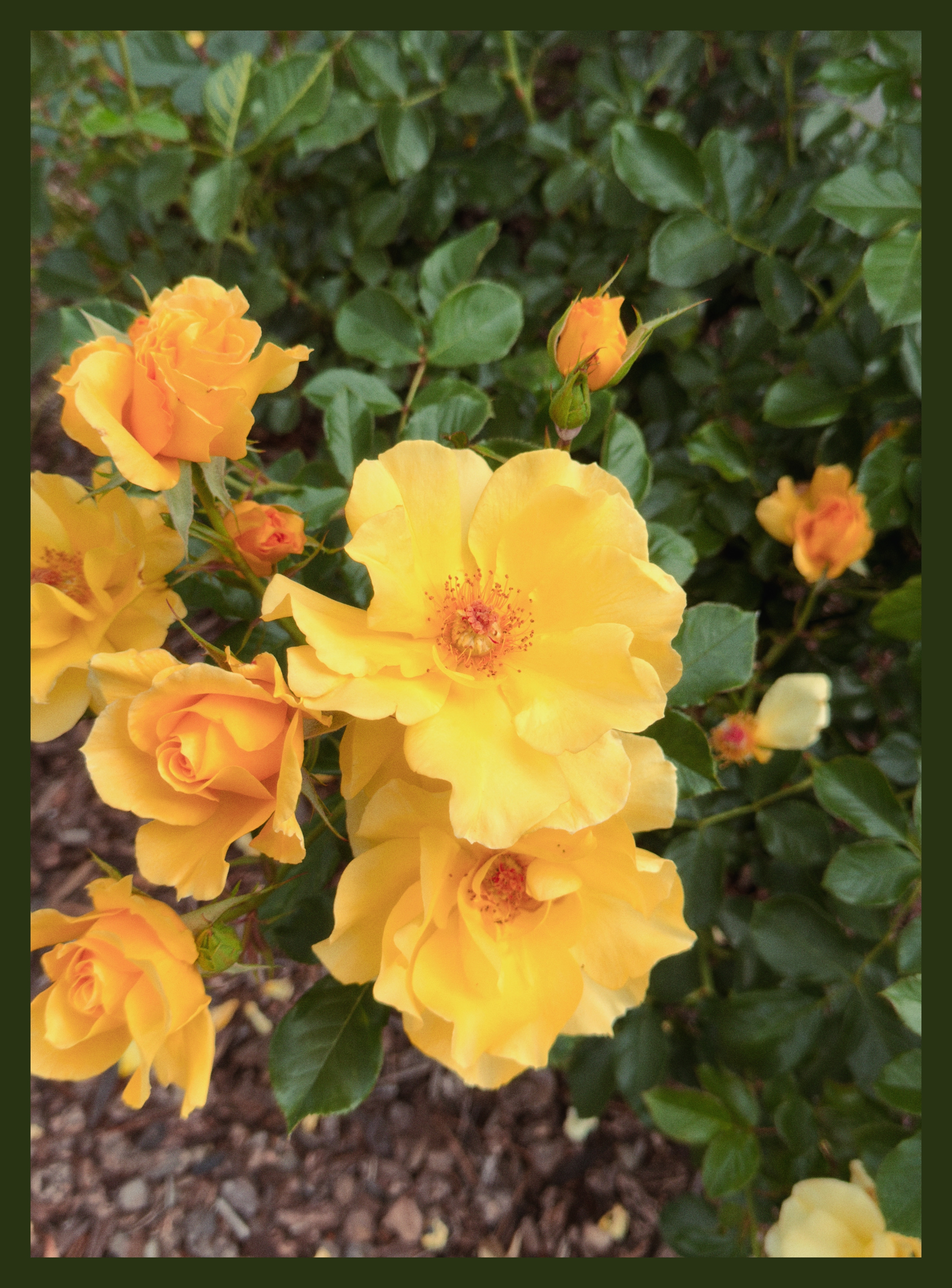flowers