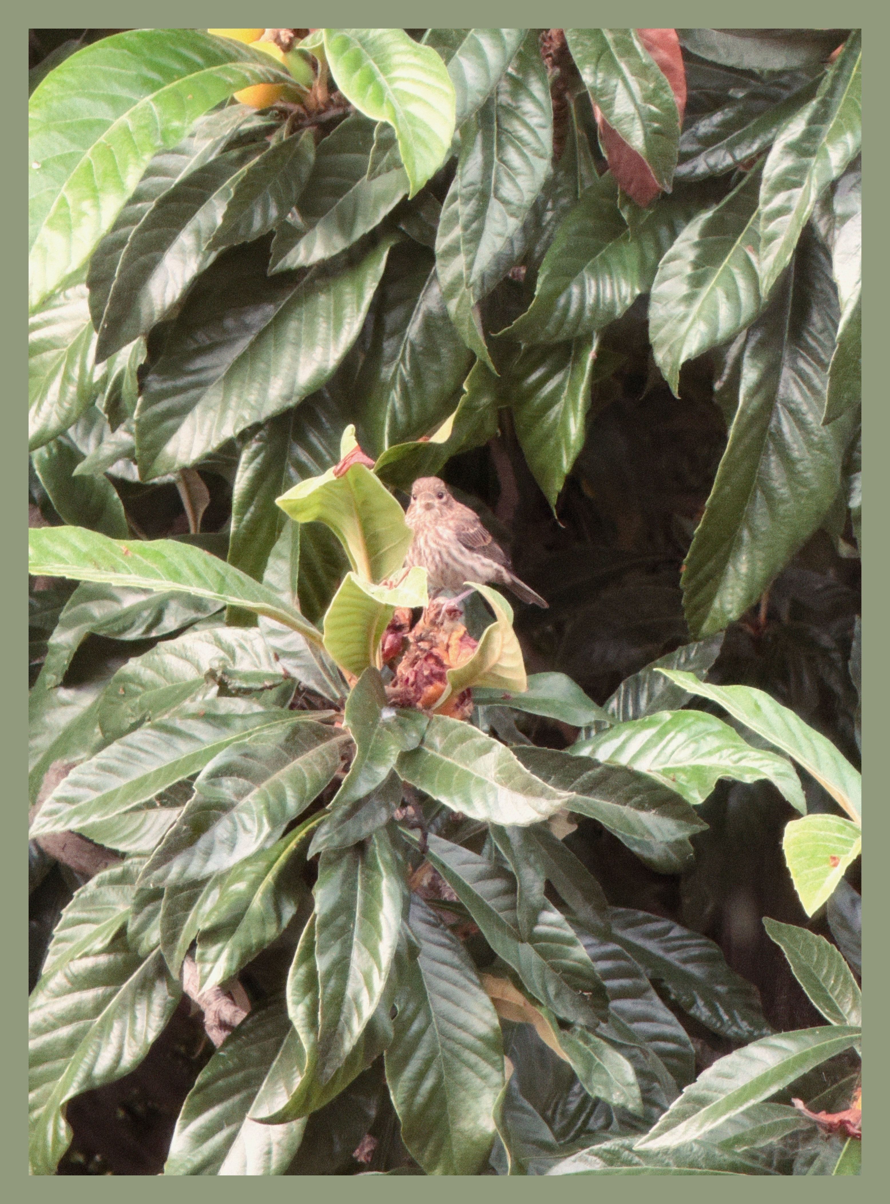 bird sitting on a loquat branch
