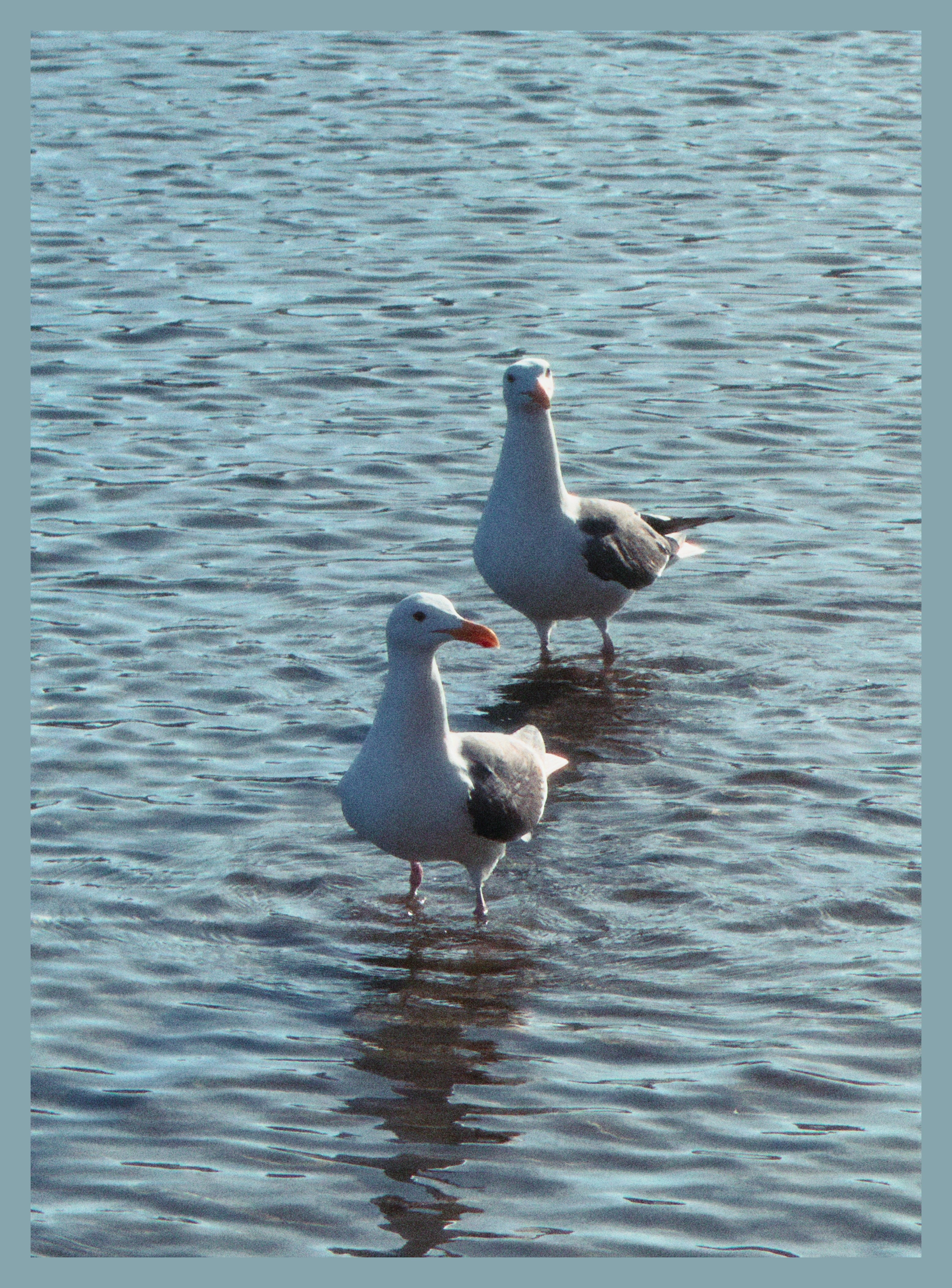 two nosey seagulls