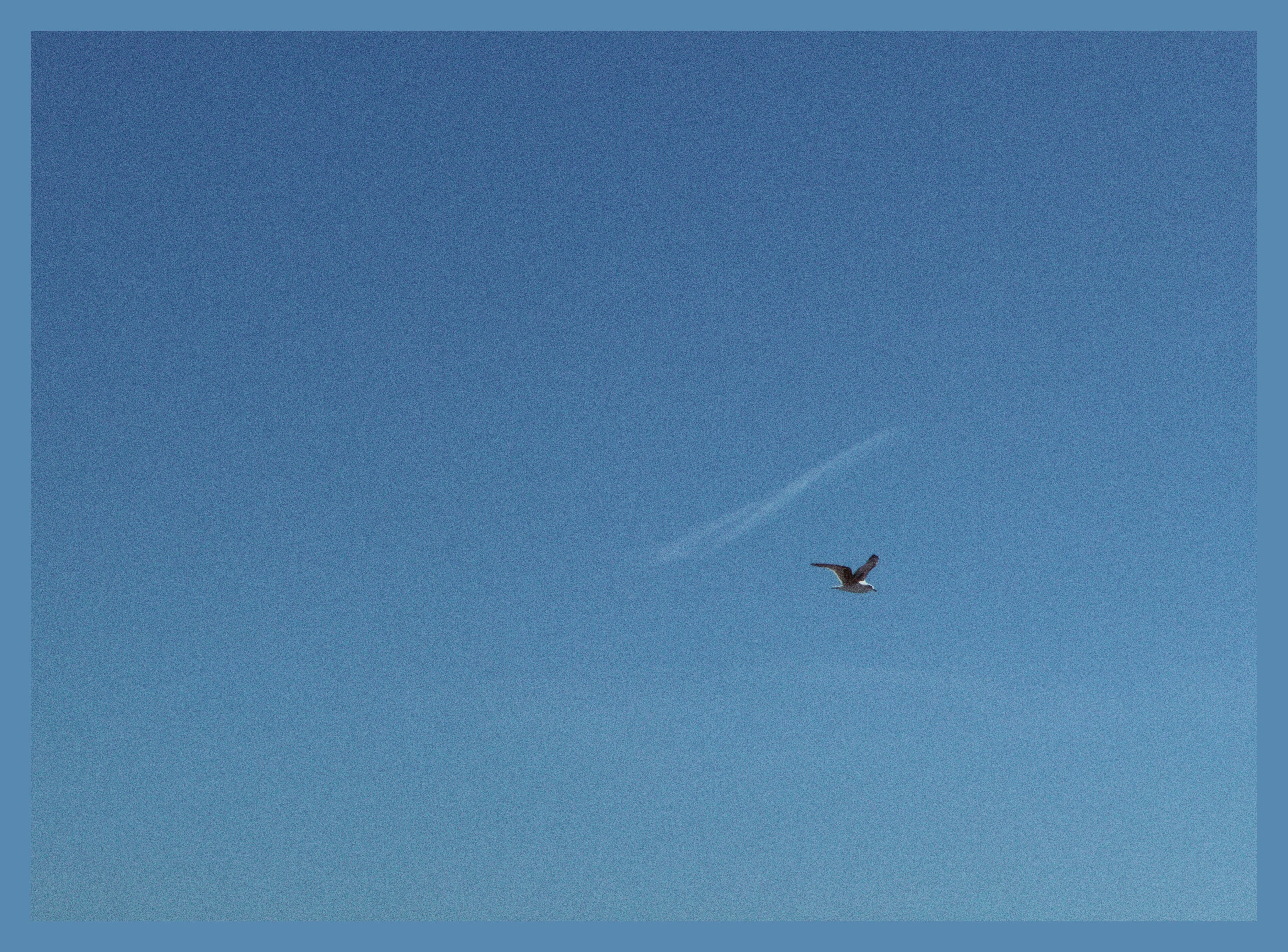 seagull flight