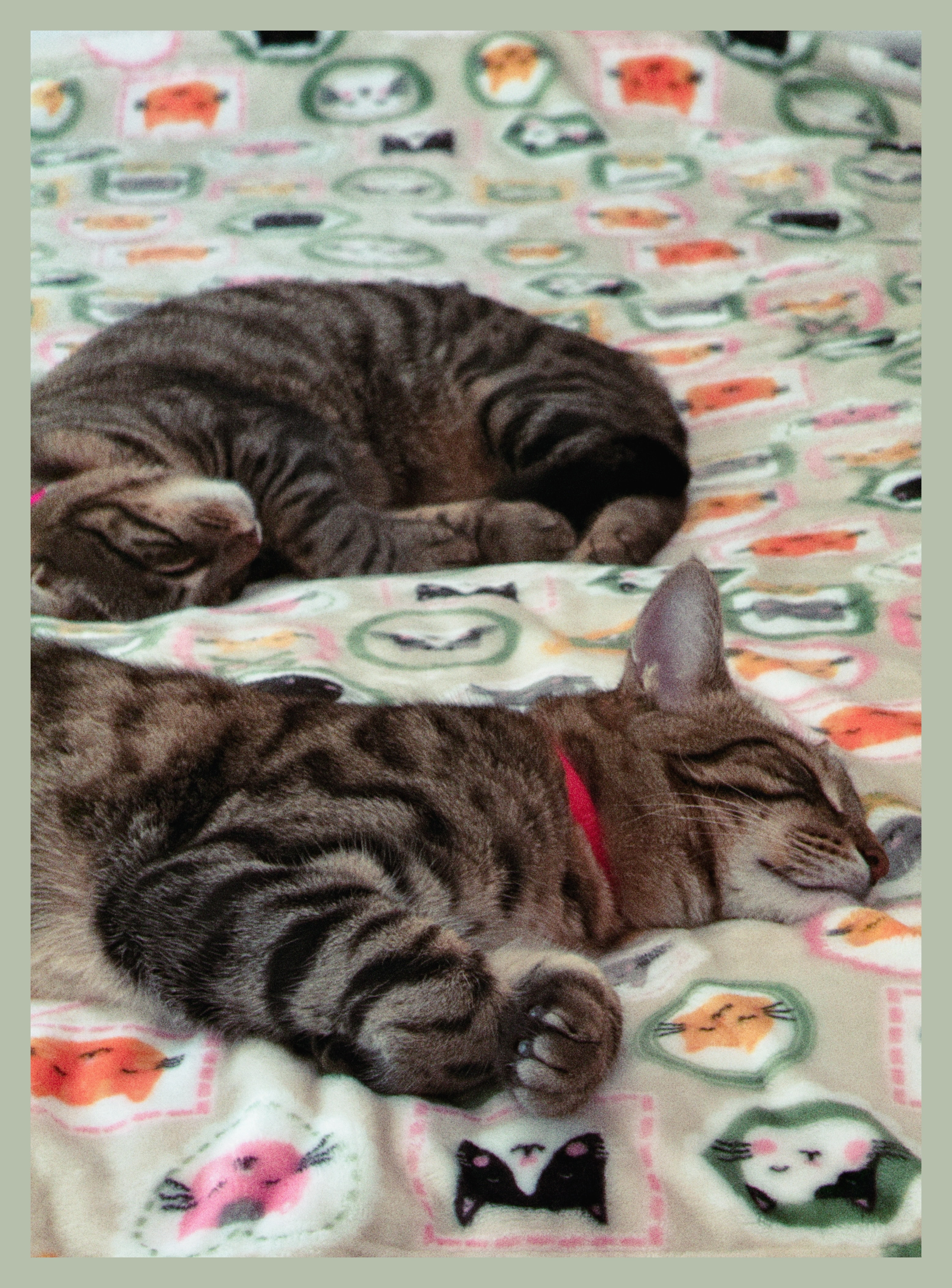 Cocoa and Bean resting