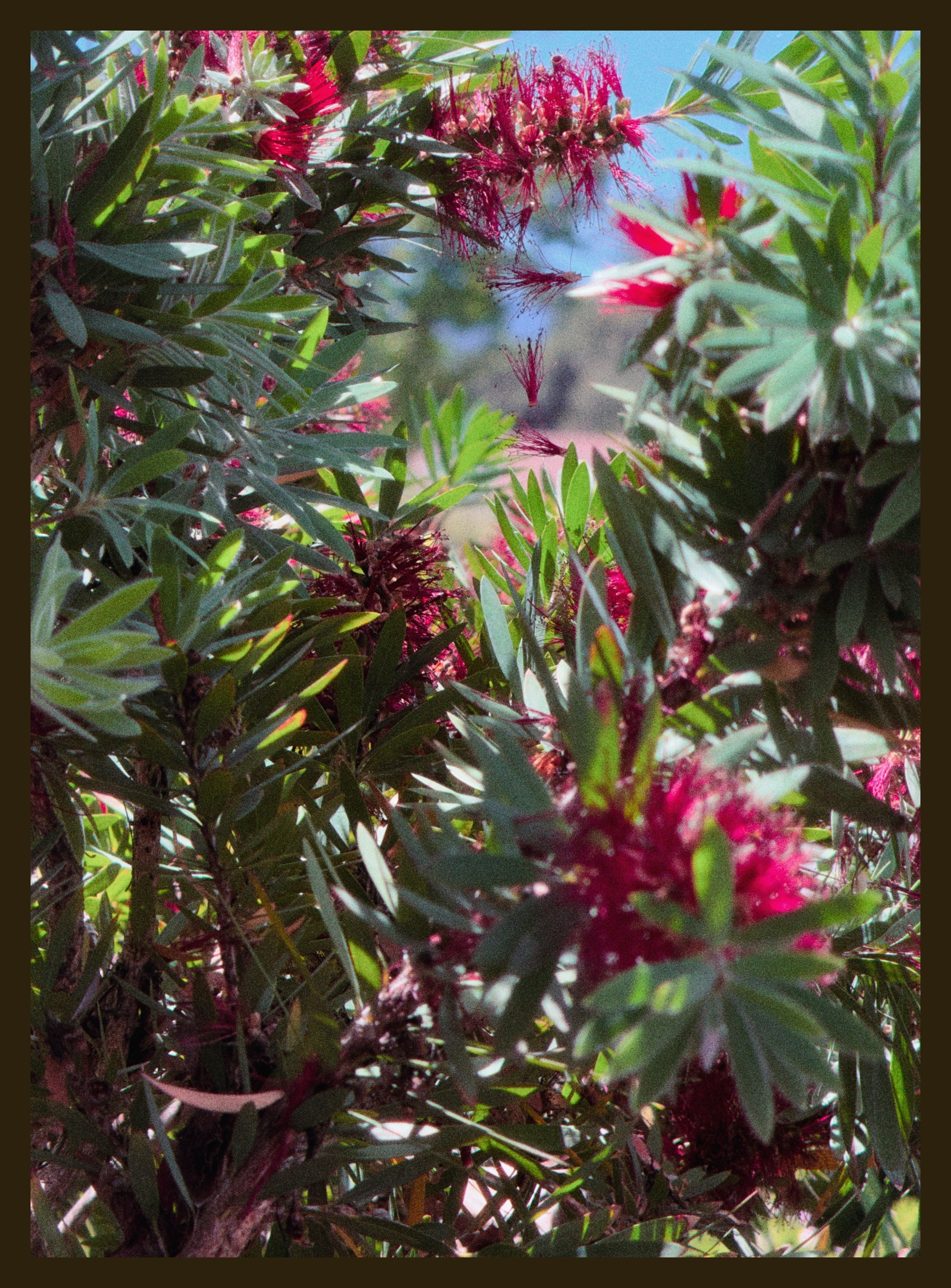 tree flowers