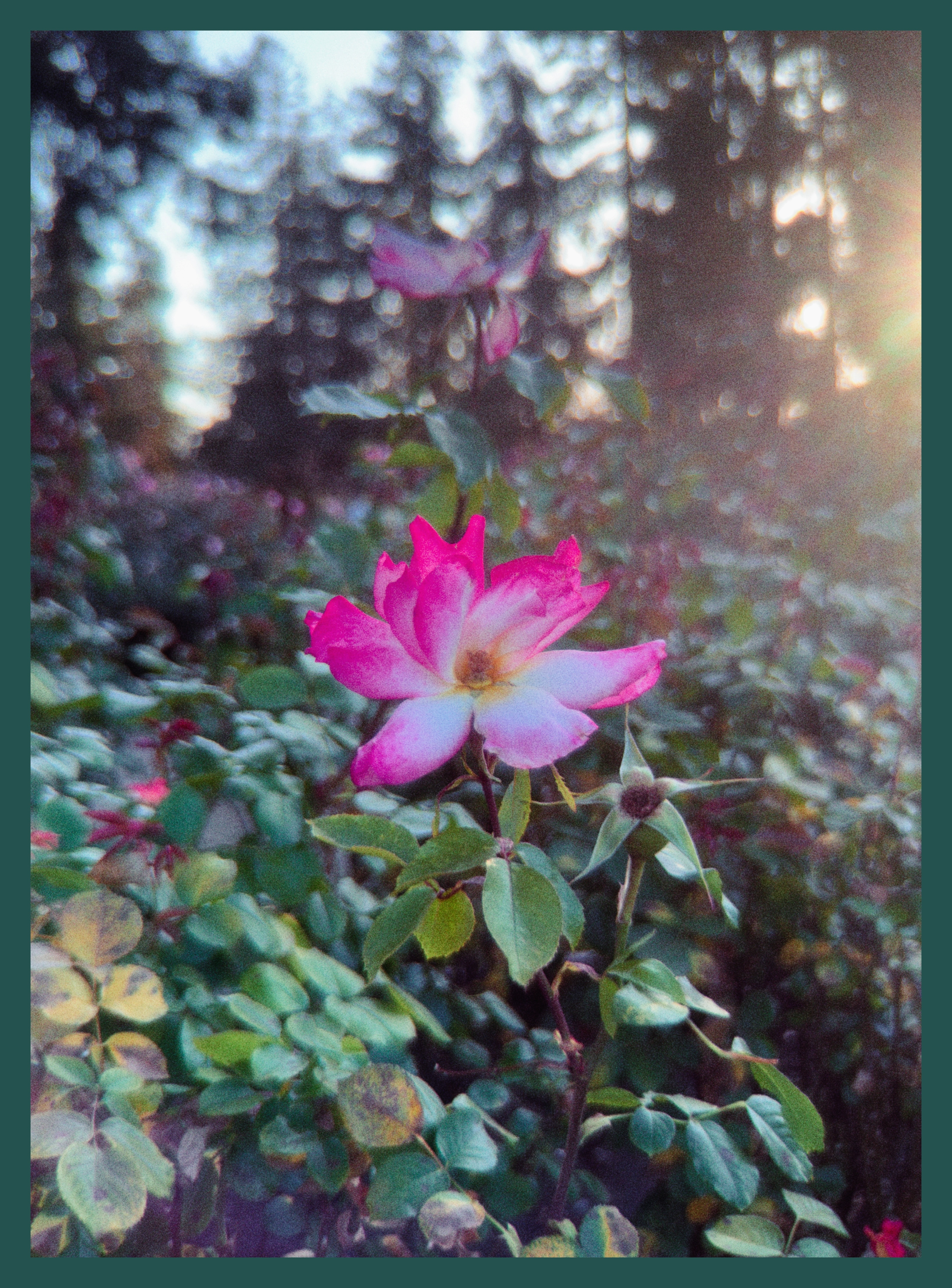 flower