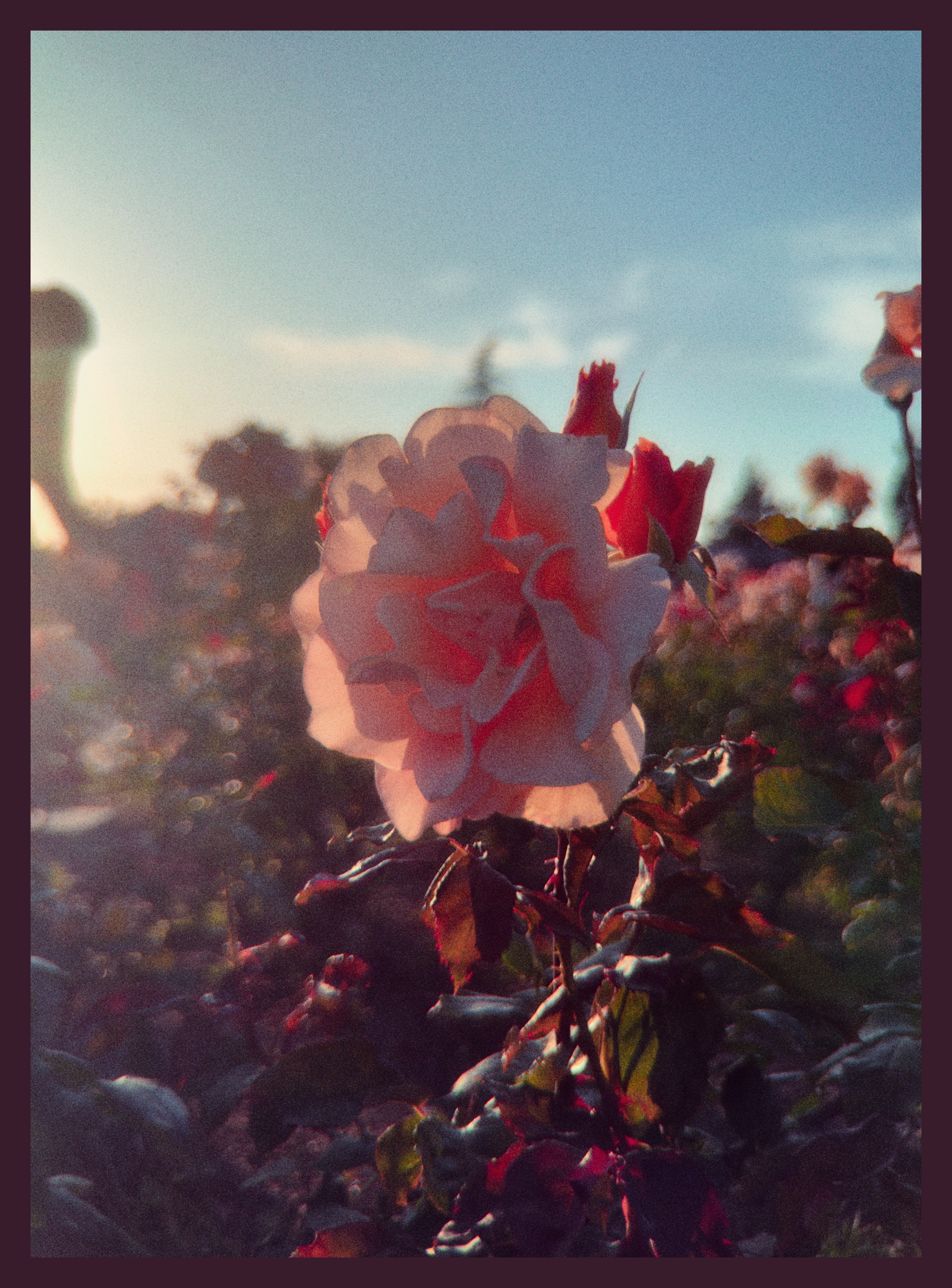 flower