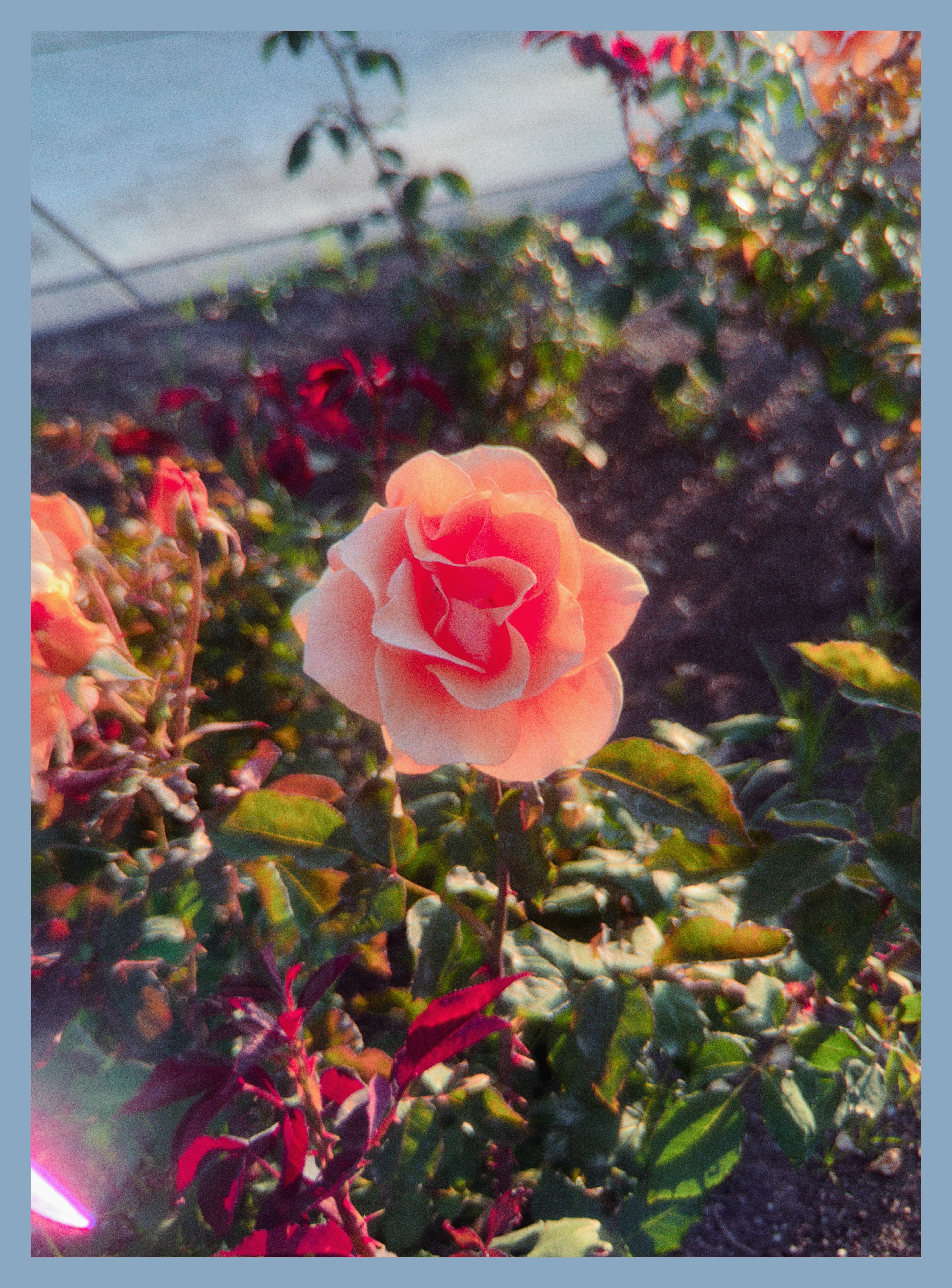 flower