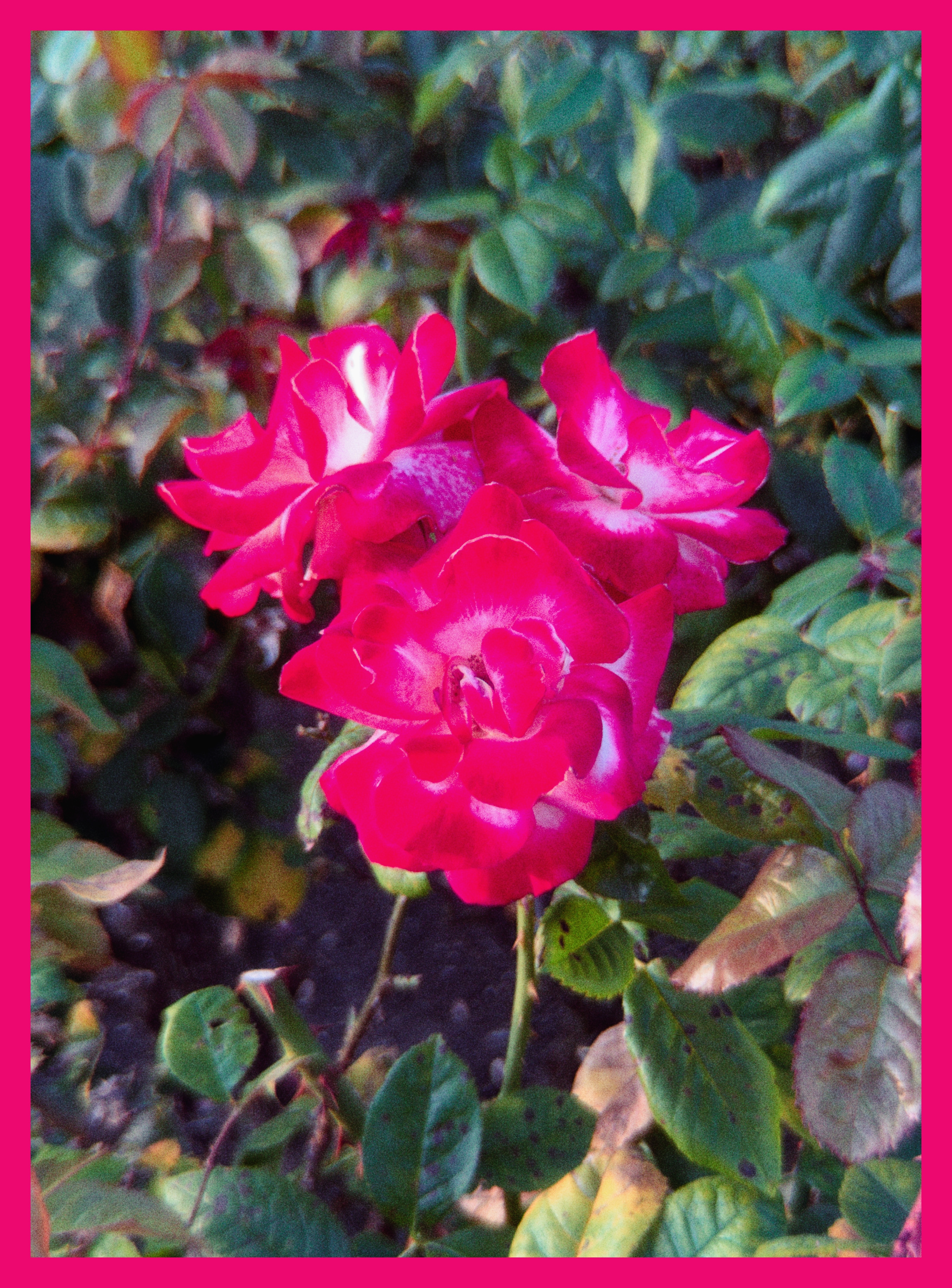 flowers