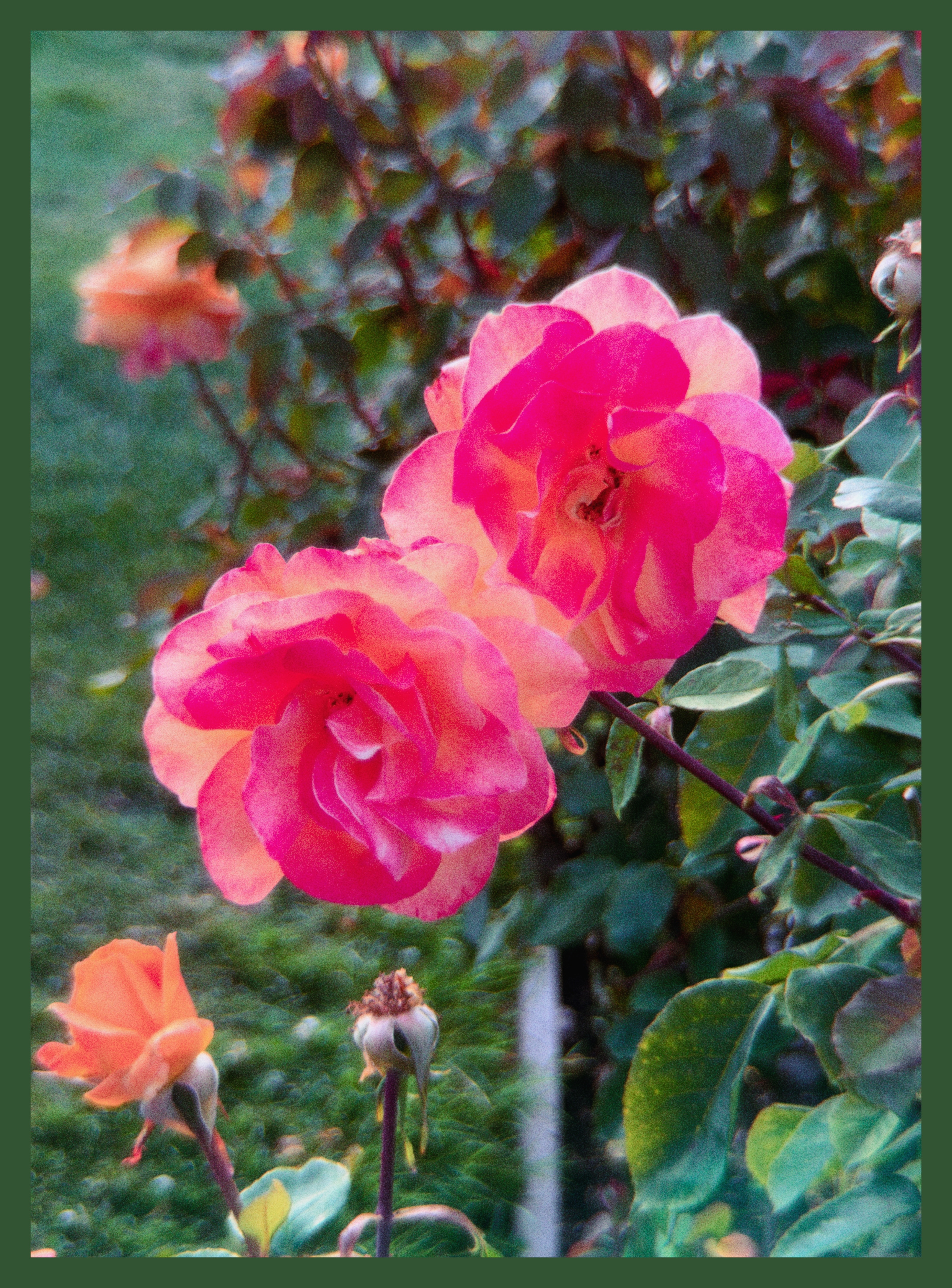 flowers