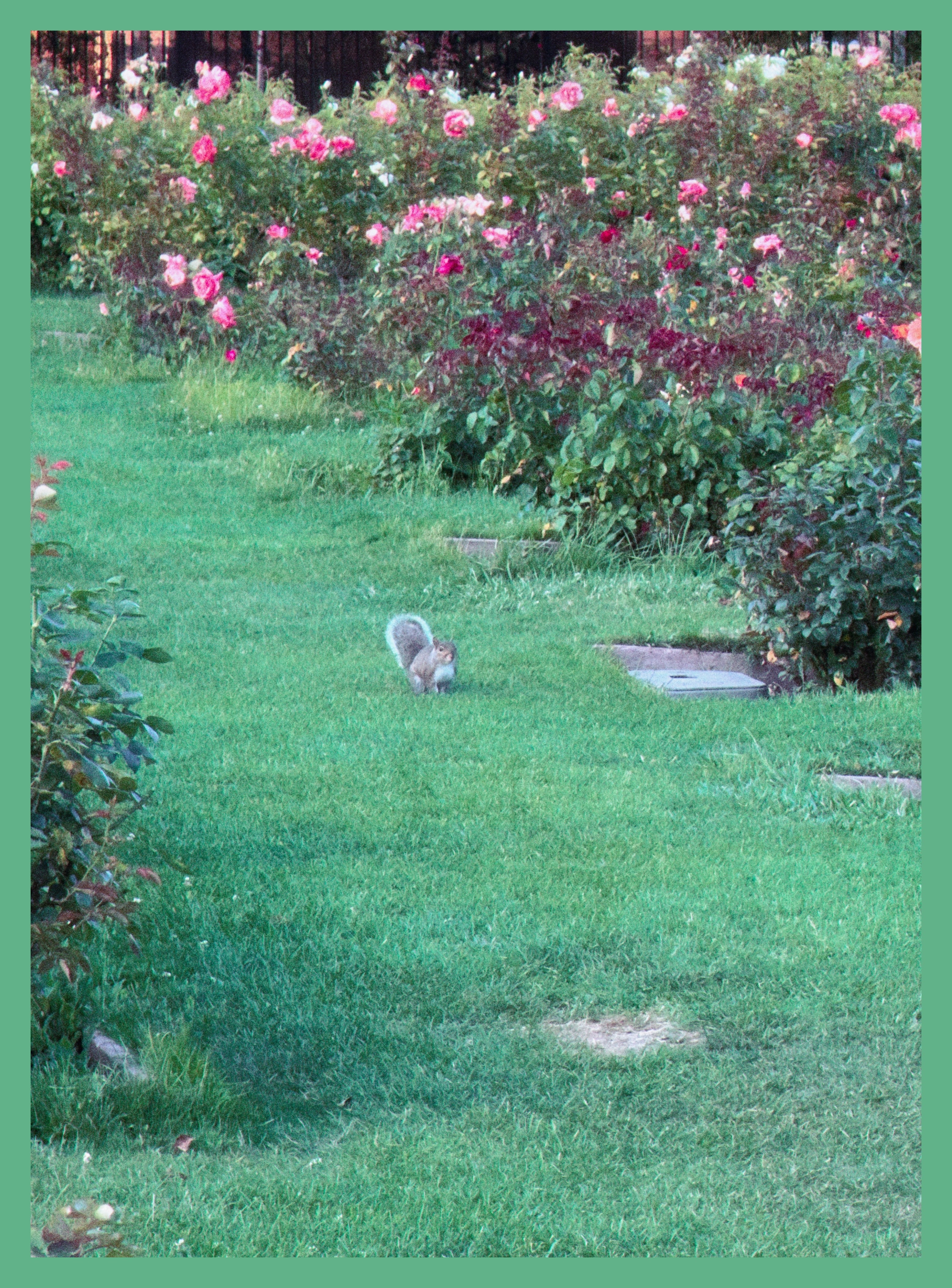 squirrel in the flower garden