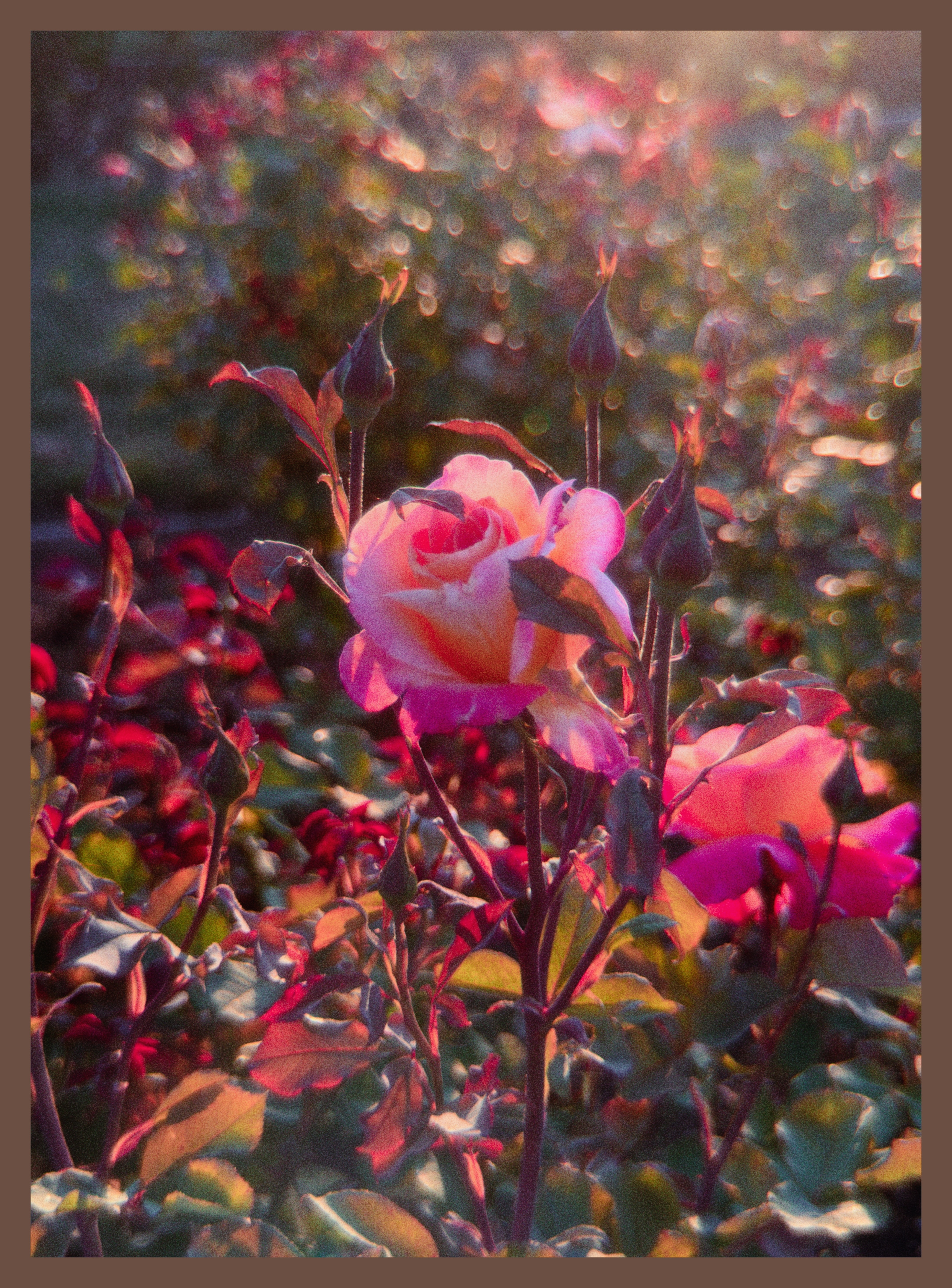 flowers
