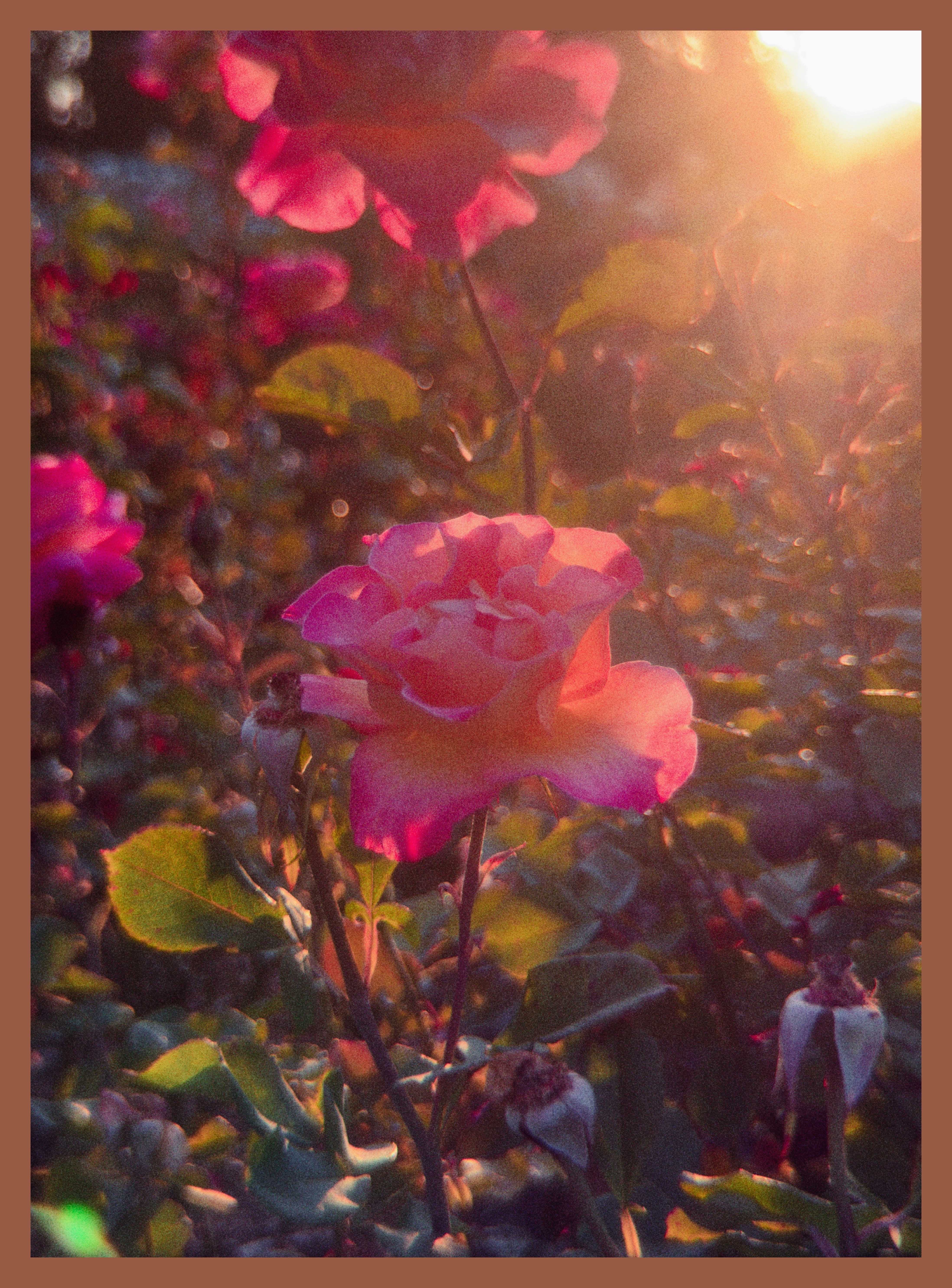 flowers