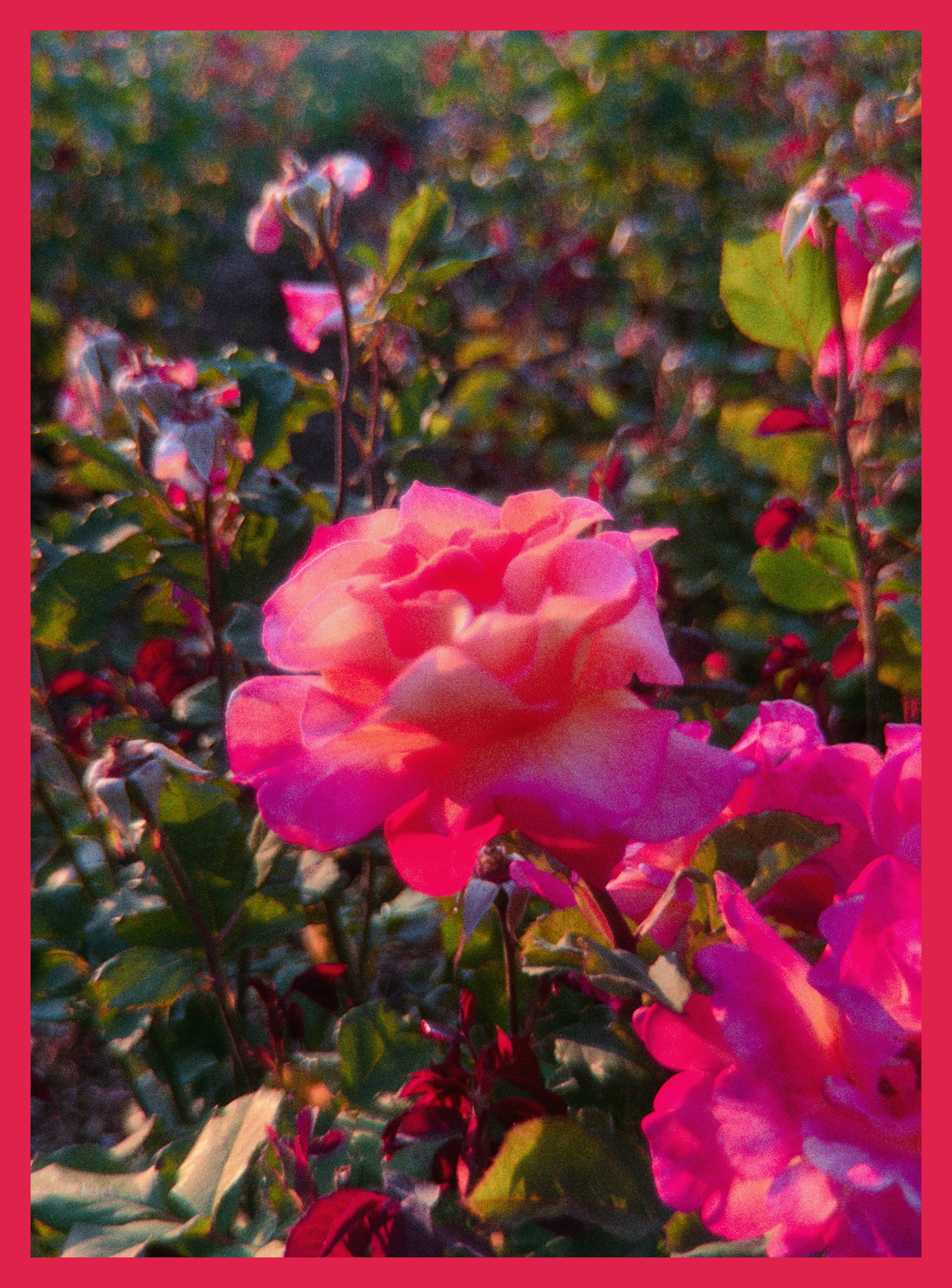 flowers