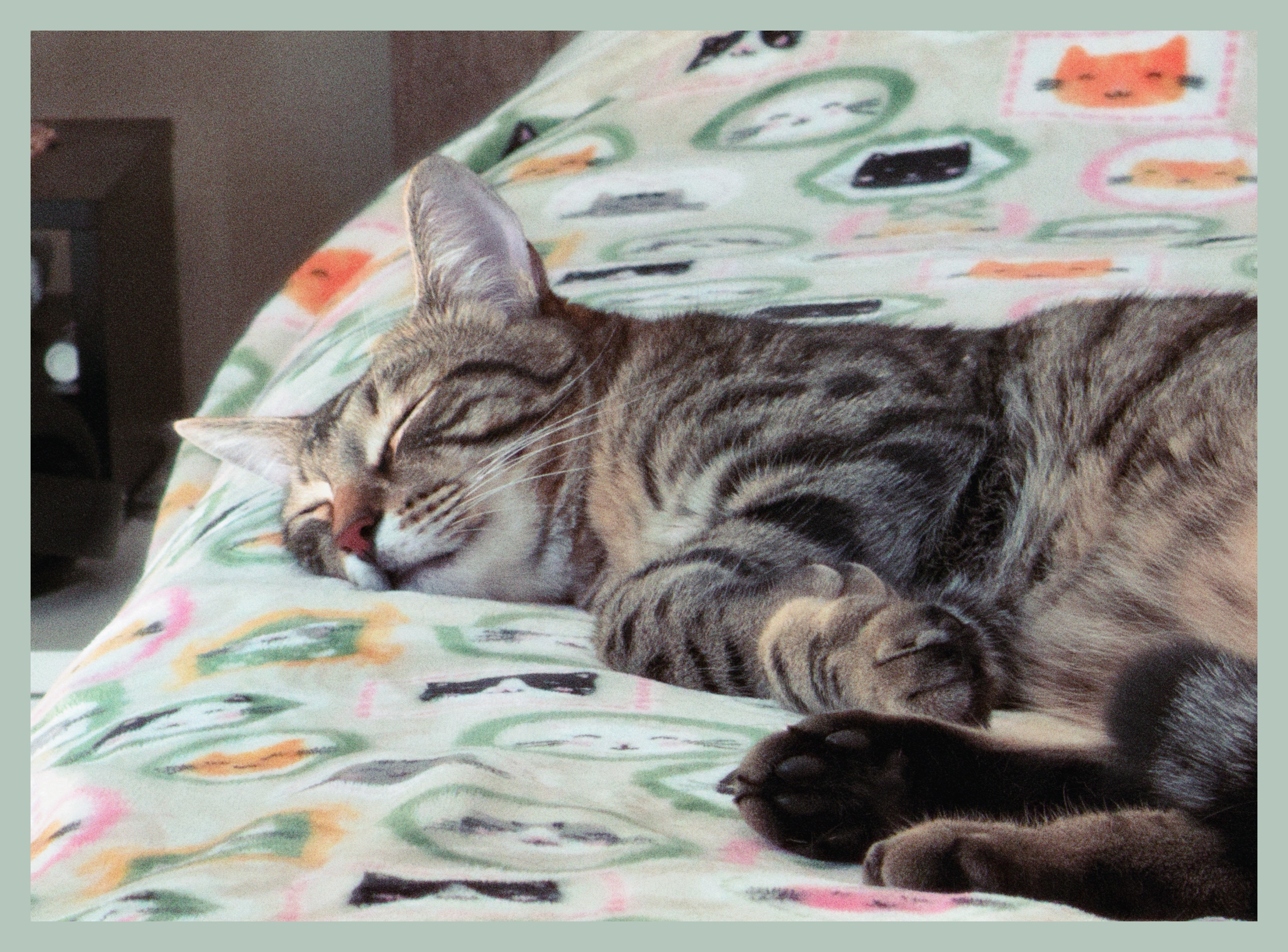sleeping Bean