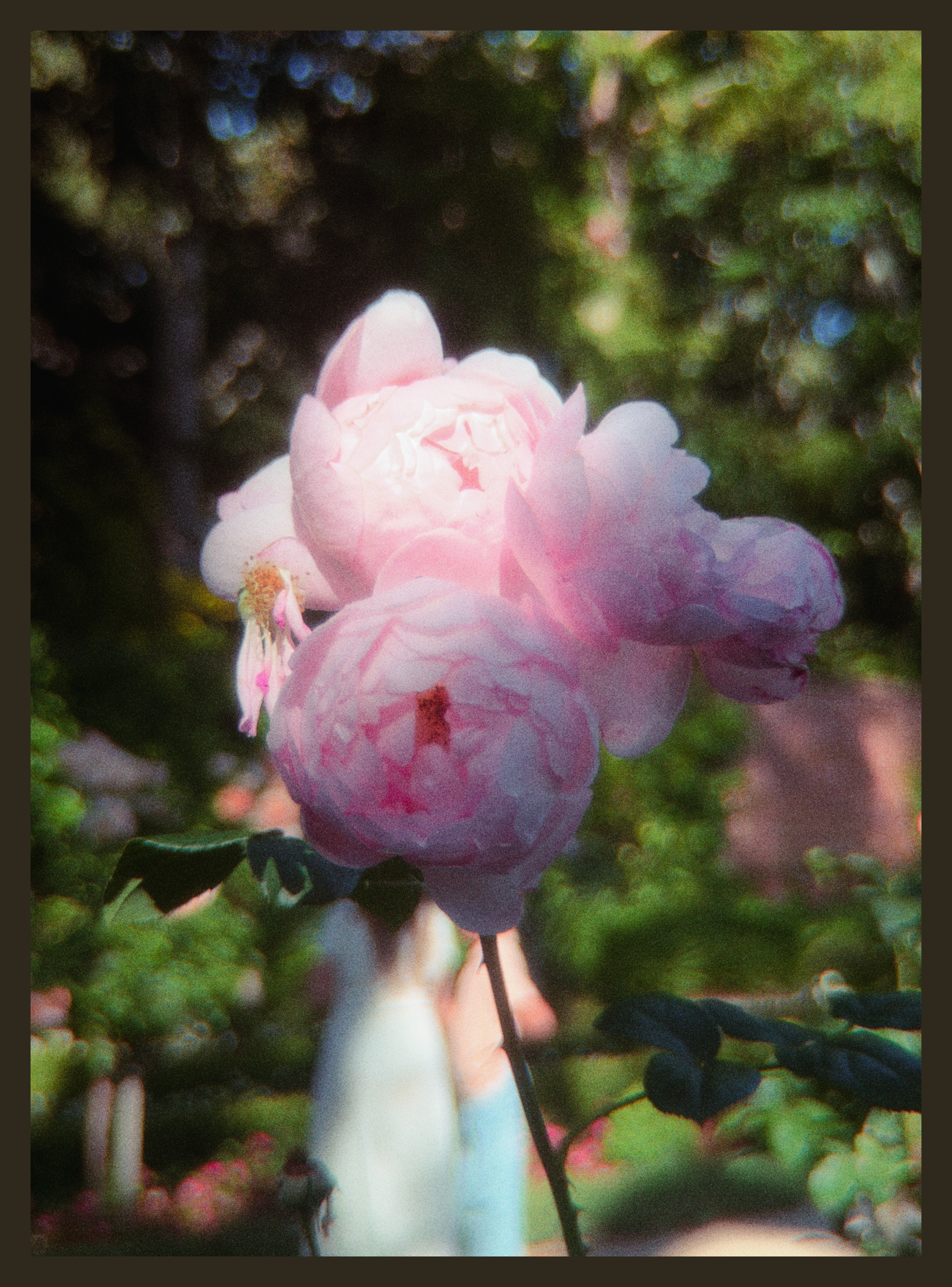 pink roses