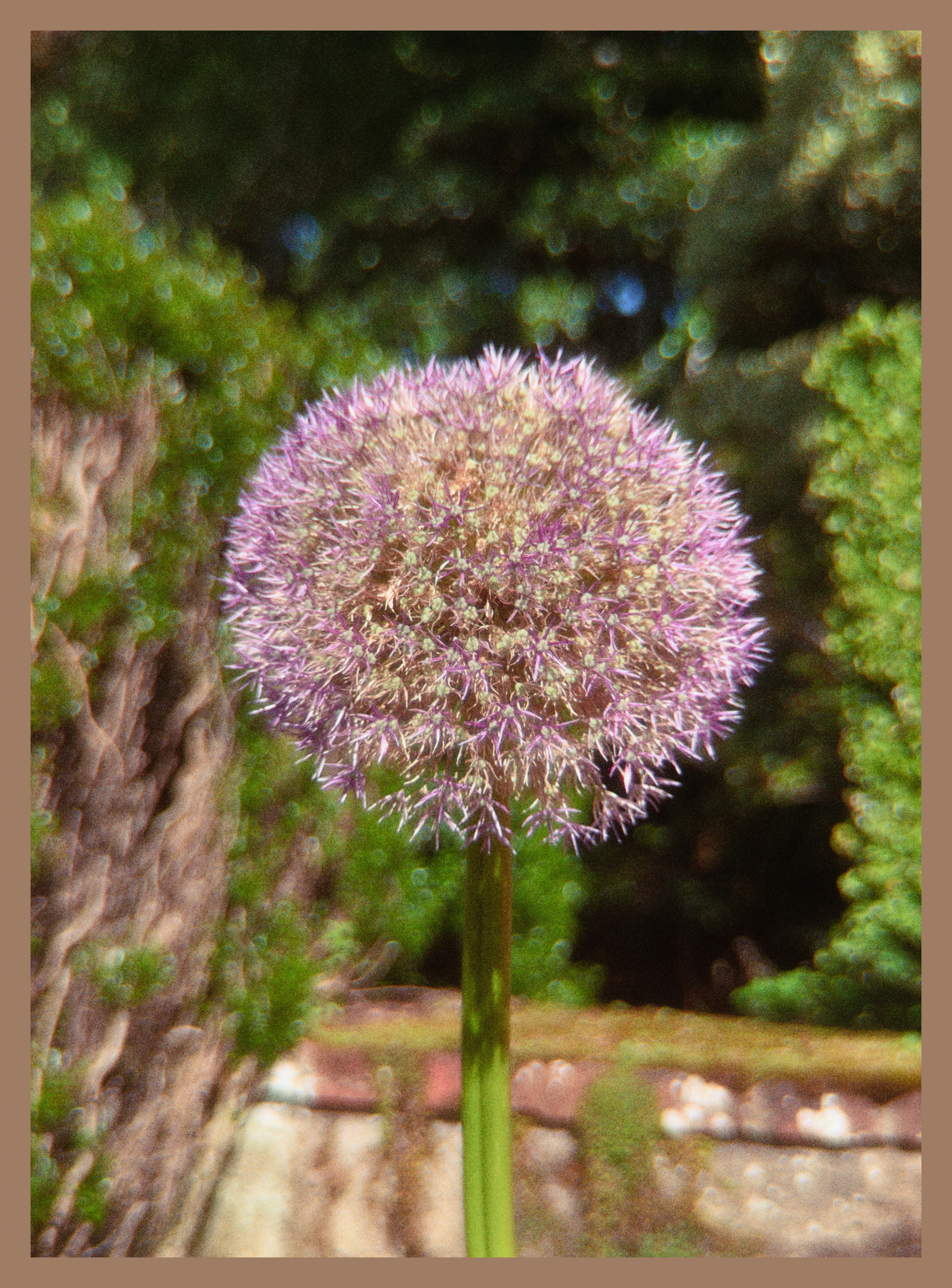 Persian Onion flower