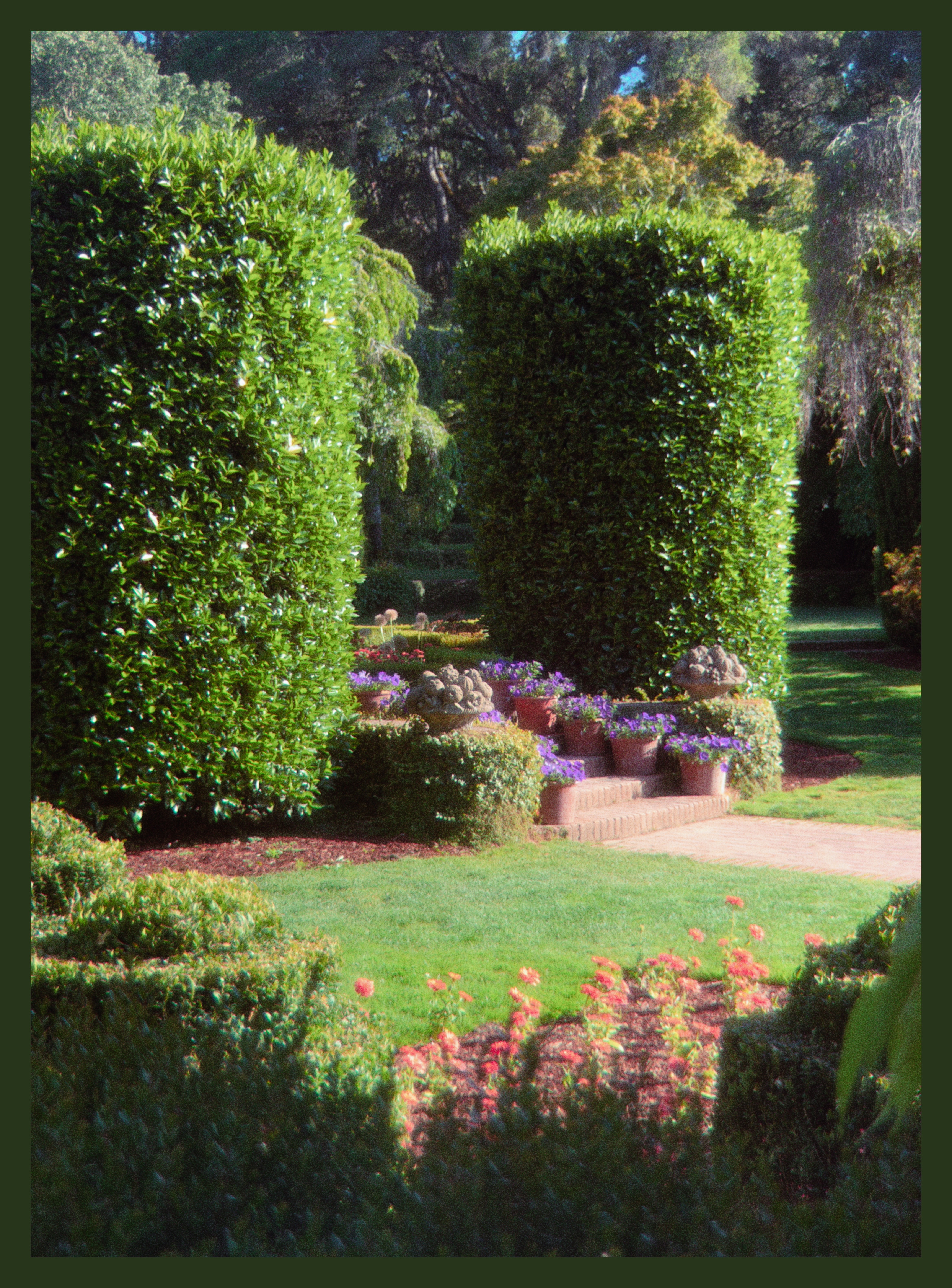 beautiful greenery in the garden