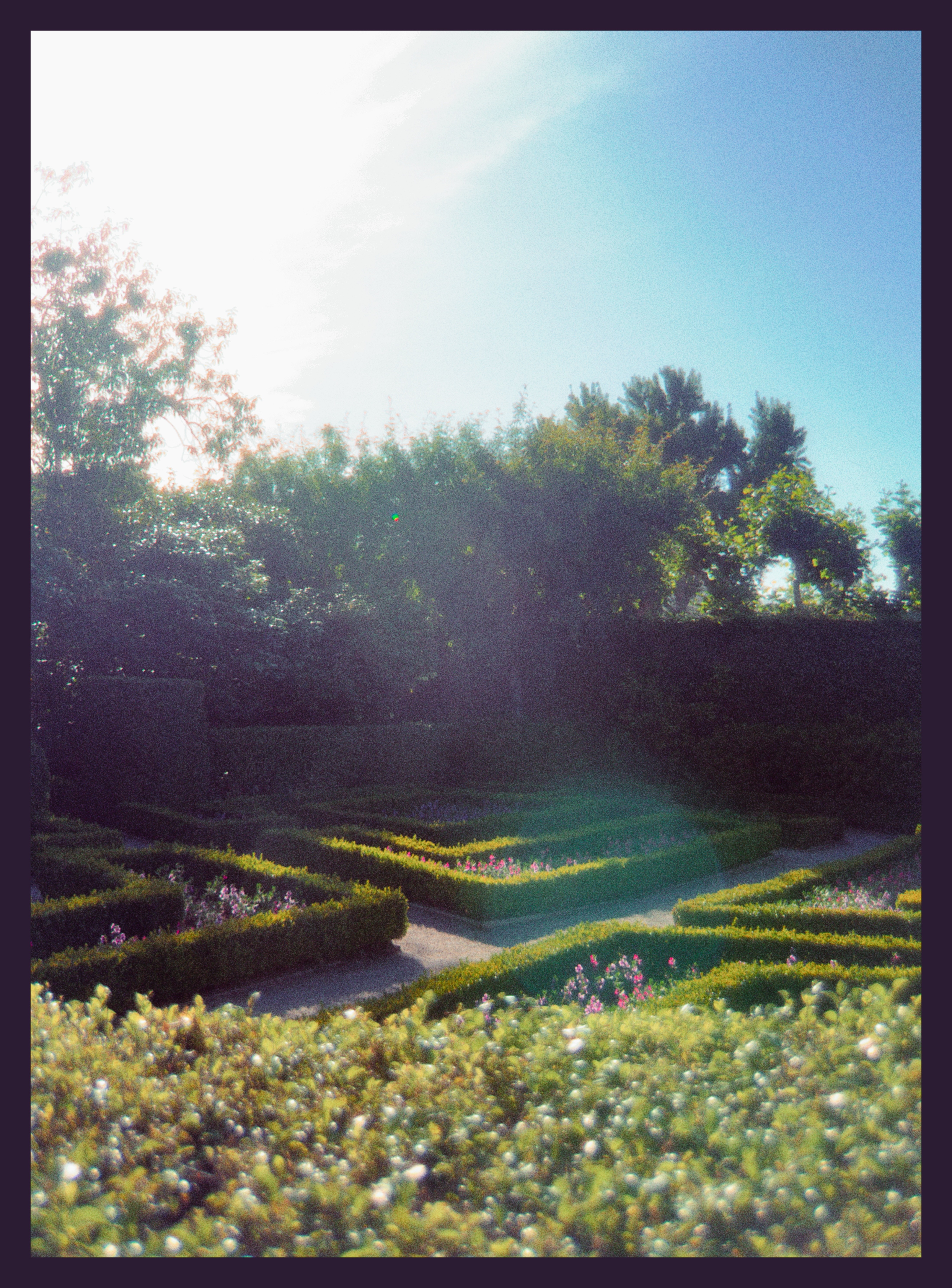 angled shot of a short shrubbery maze
