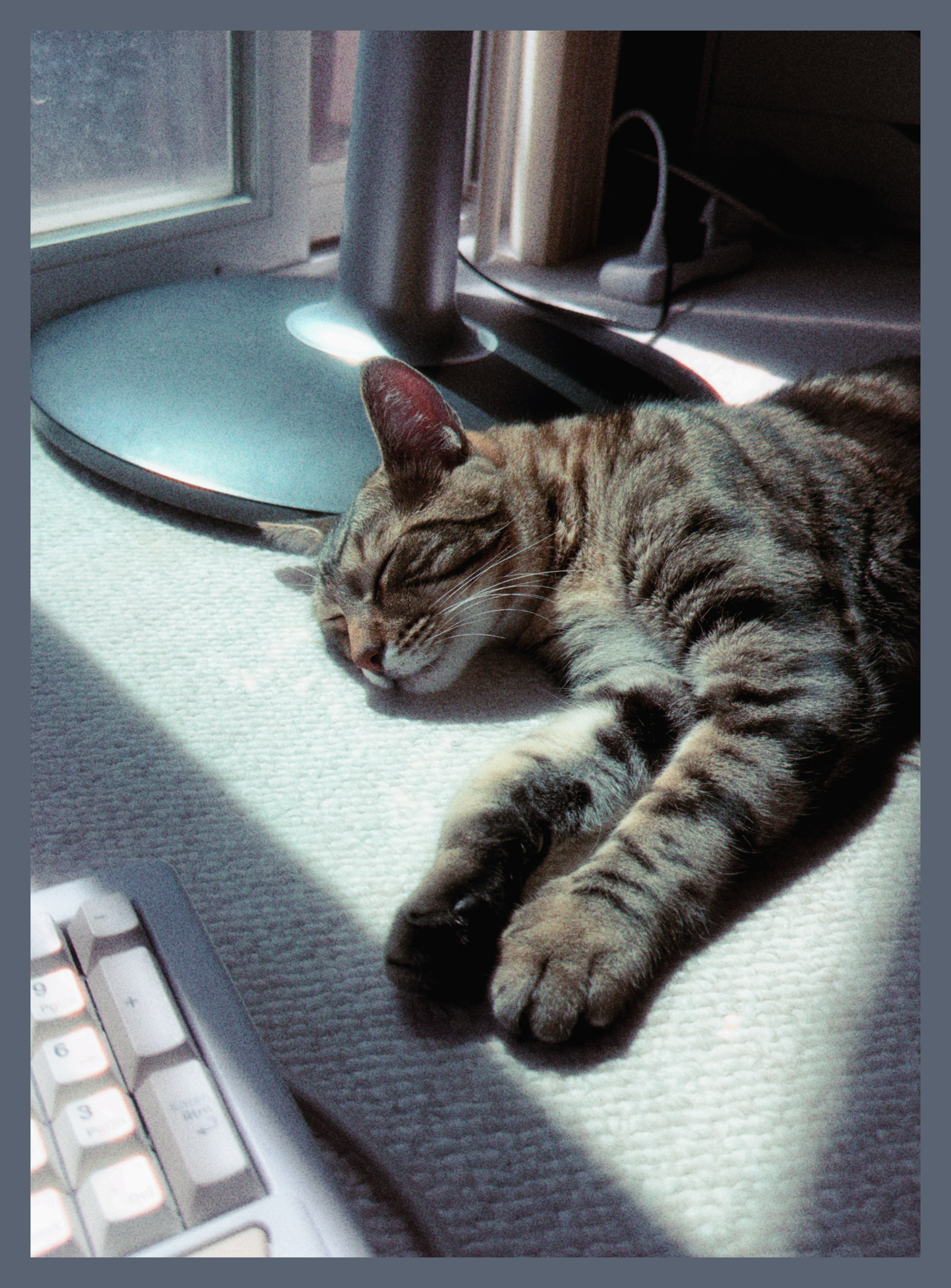 Bean again, because he slid himself closer while I was taking pics…he clearly wants his fans to know how he’s doing